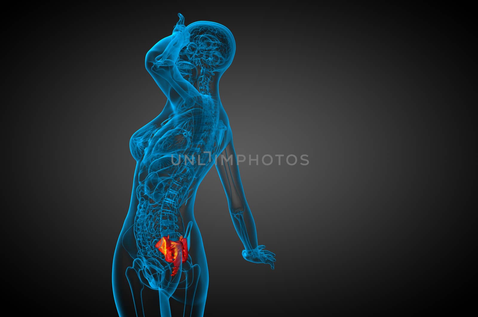3d render medical illustration of the sacrum bone - side view