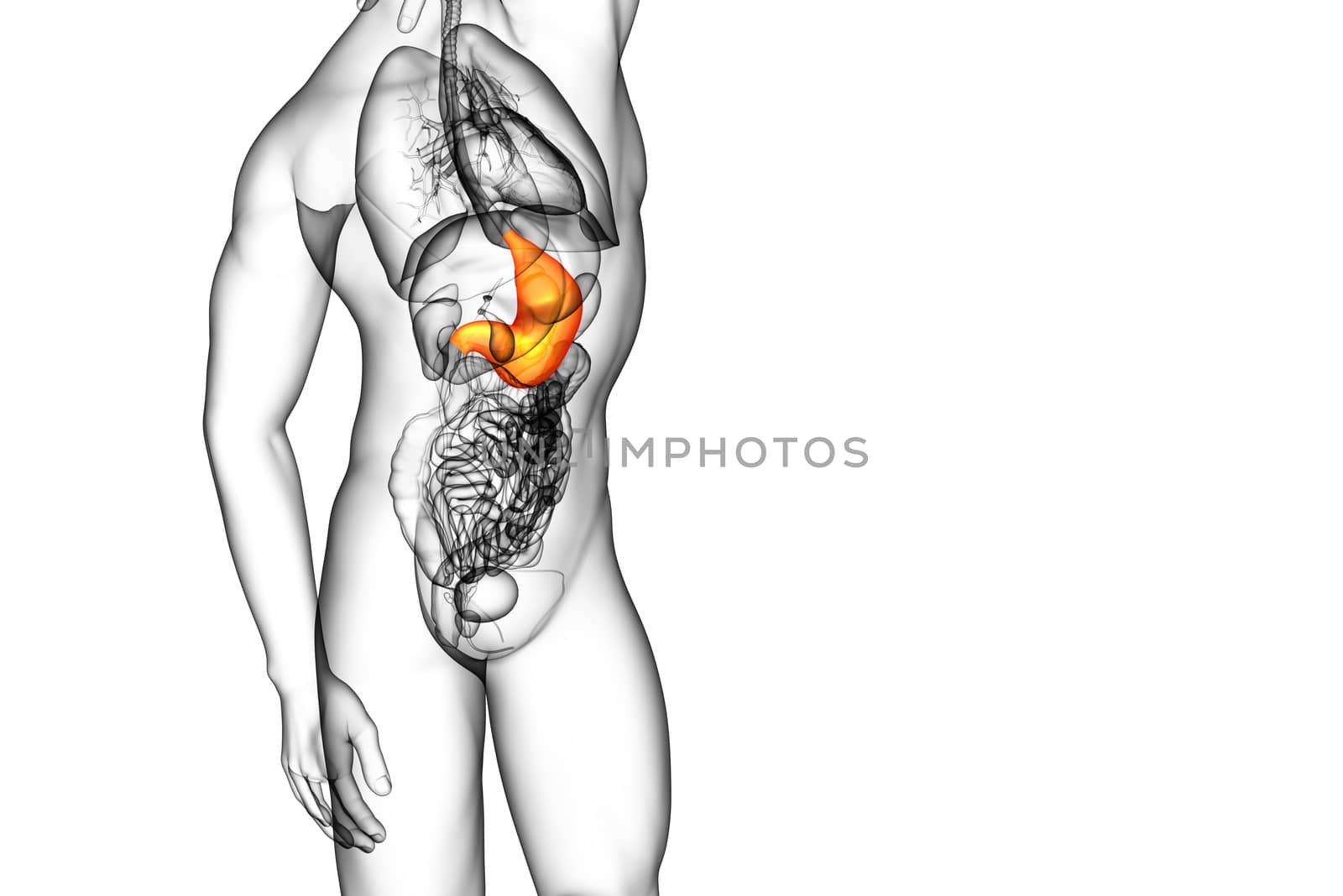 3d render medical illustration of the stomach - side view