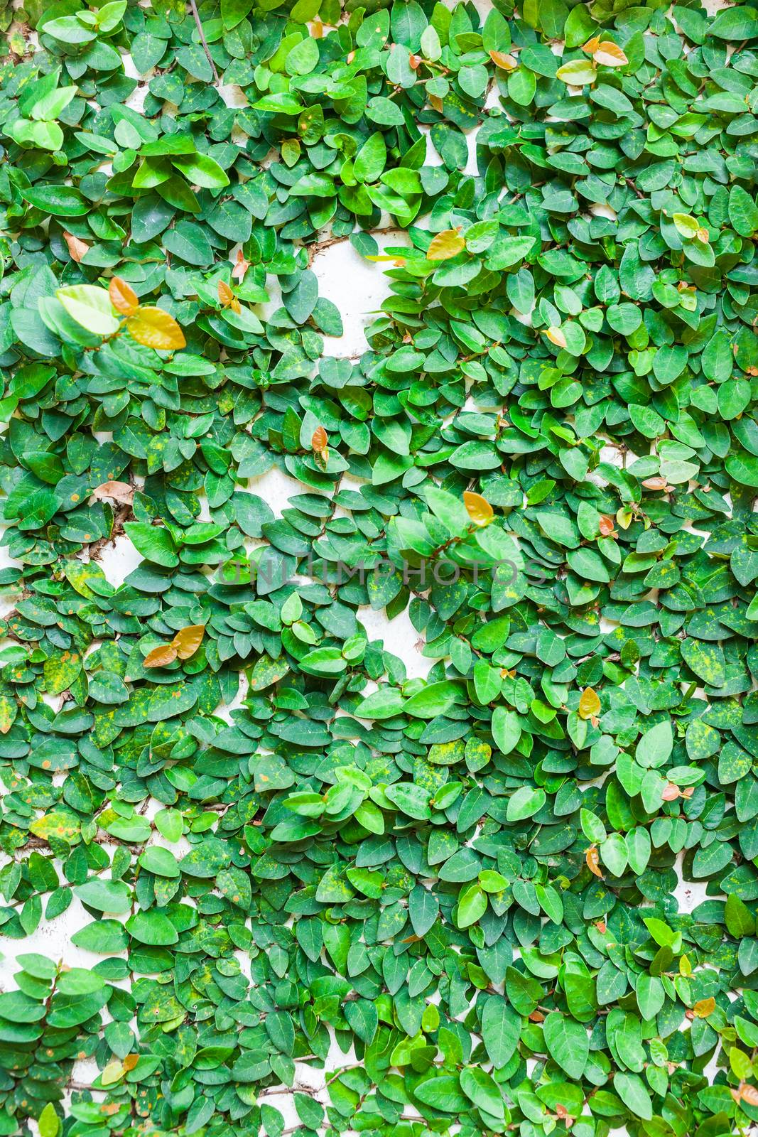 green leaves on wall texture background .