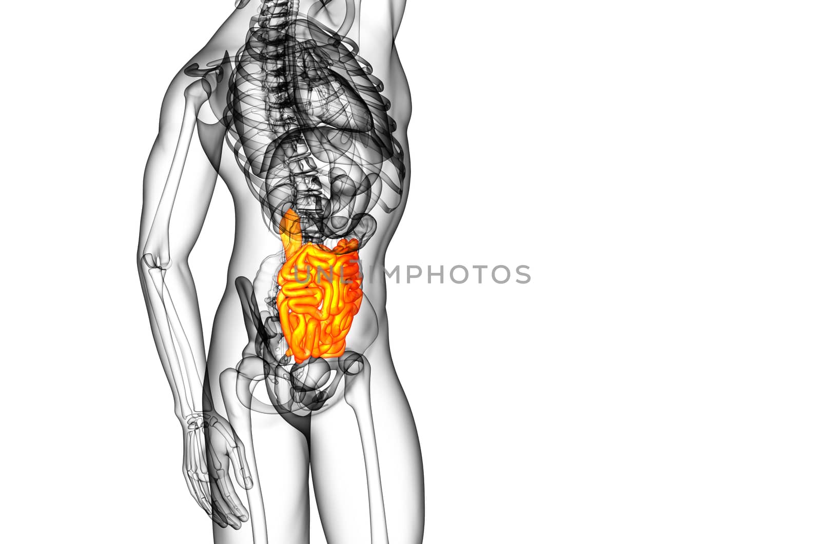3d rendered illustration of the small intestine - side view