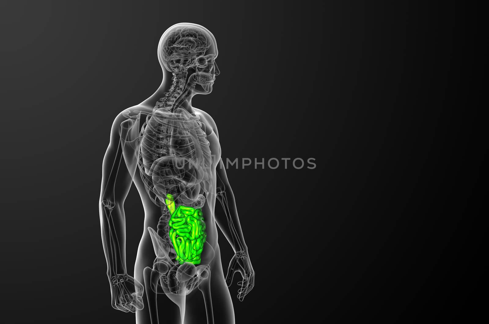 3d rendered illustration of the small intestine - side view