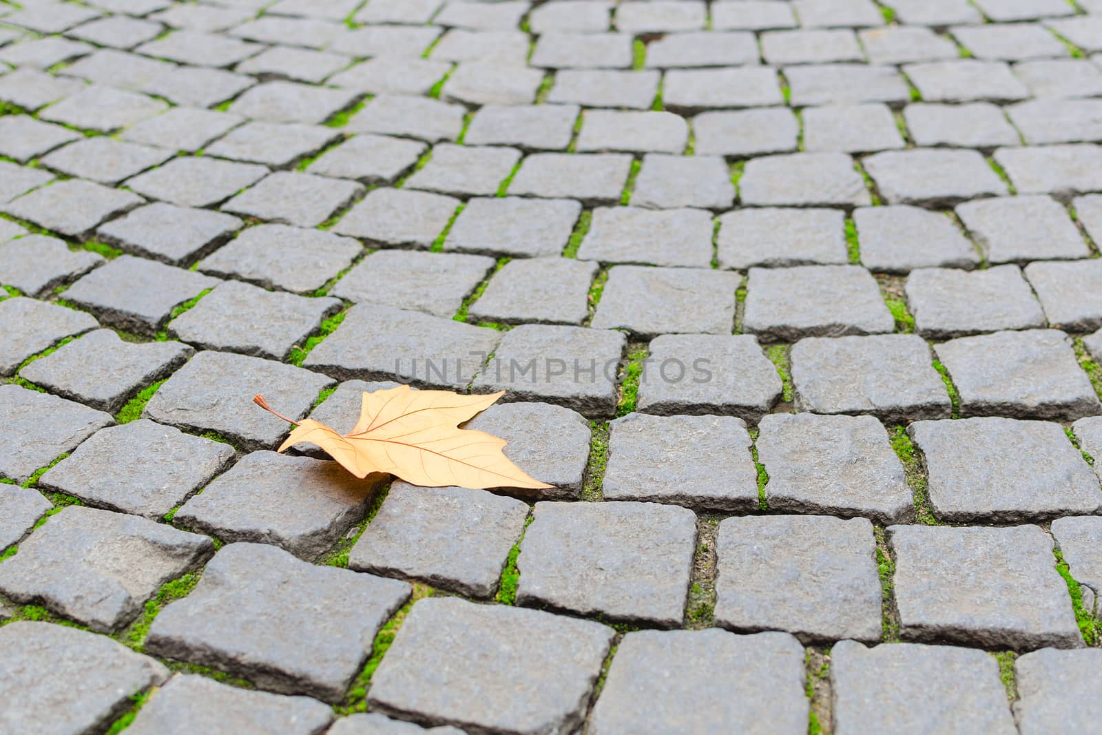 Single autumn maple yellow fallen leaf fall on old paved cobblestone pavement background with free copy-space area for your text