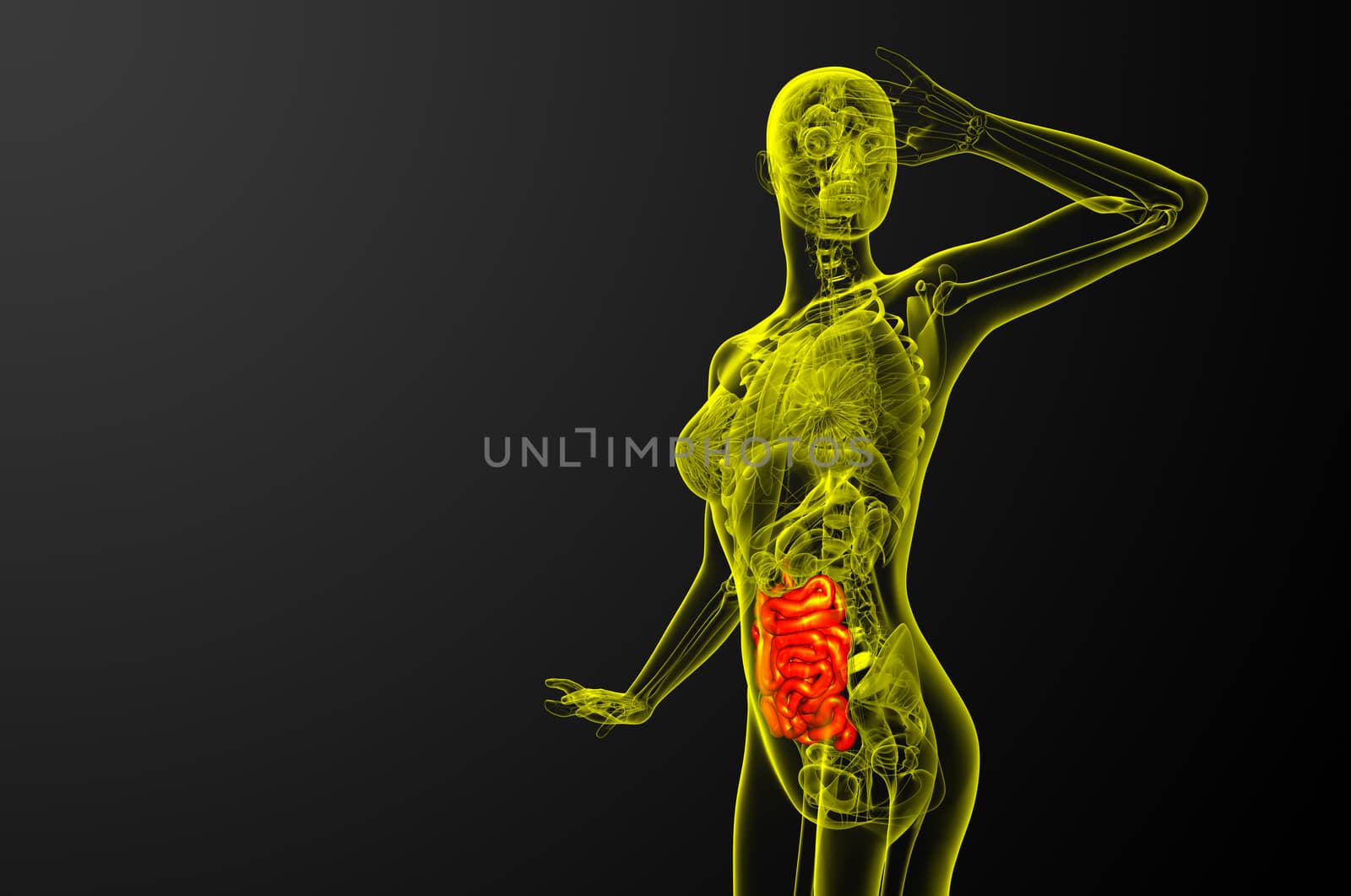 3d rendered illustration of the small intestine - side view