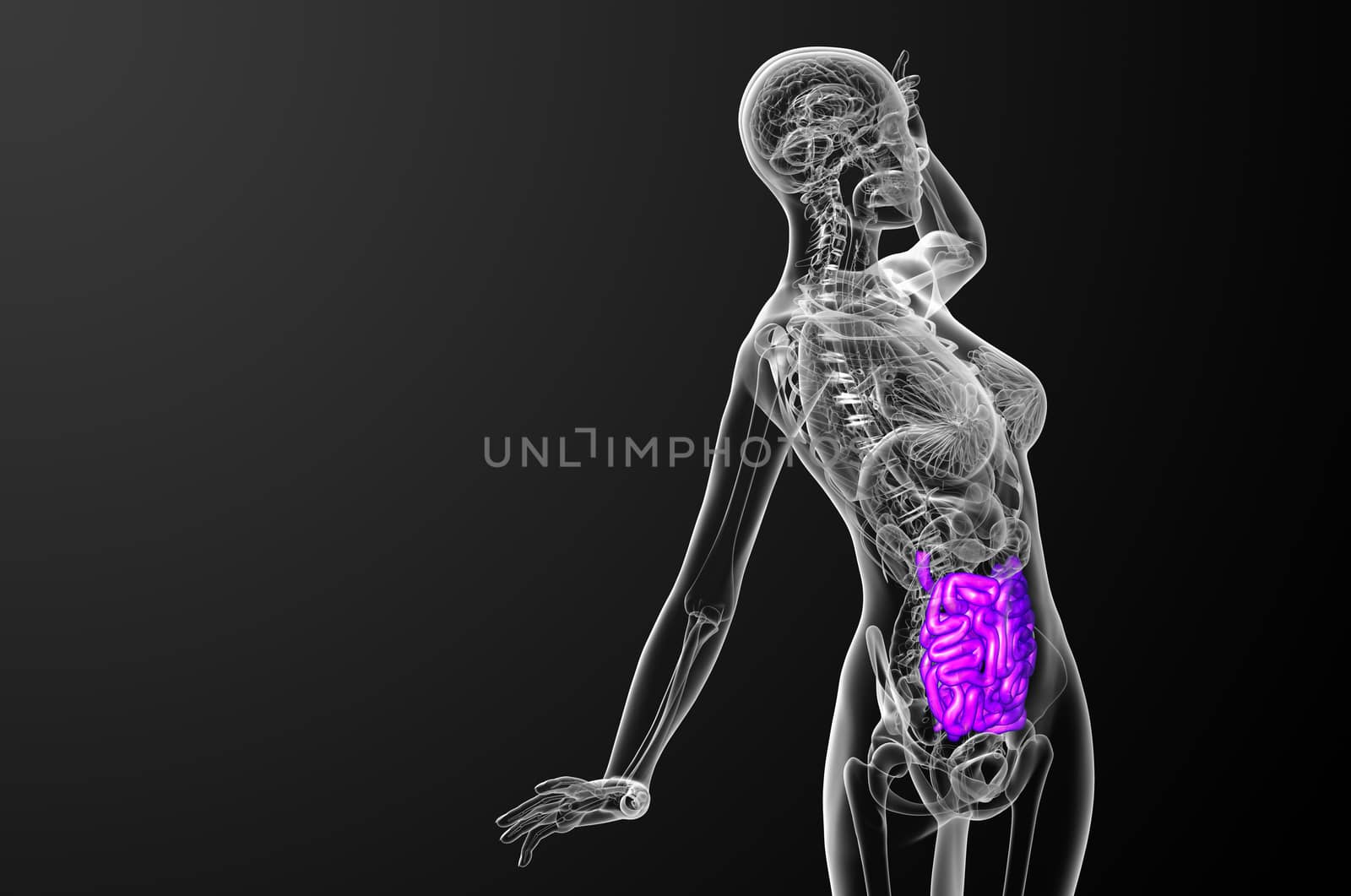 3d rendered illustration of the small intestine - side view