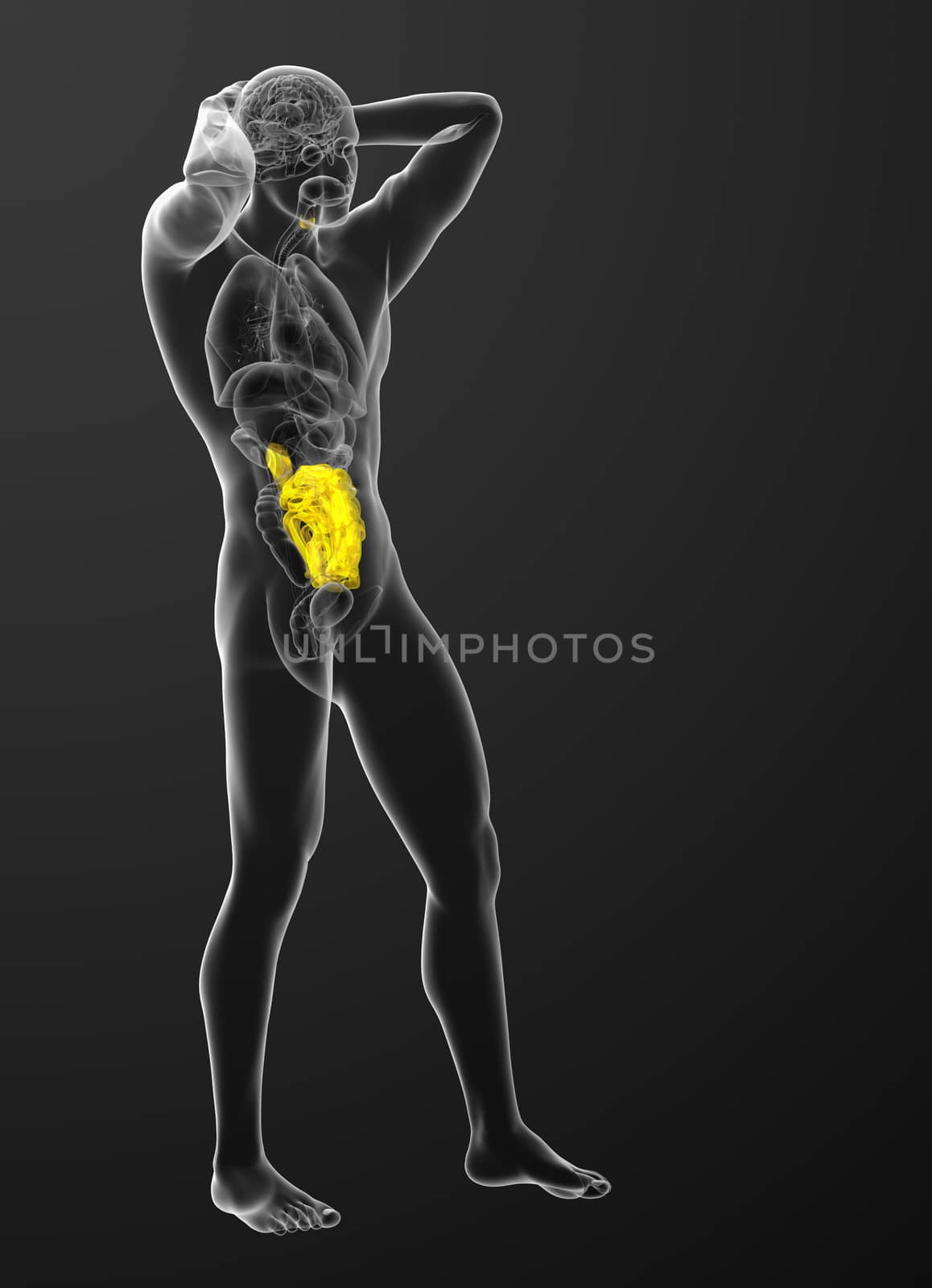 3d rendered illustration of the small intestine - side view