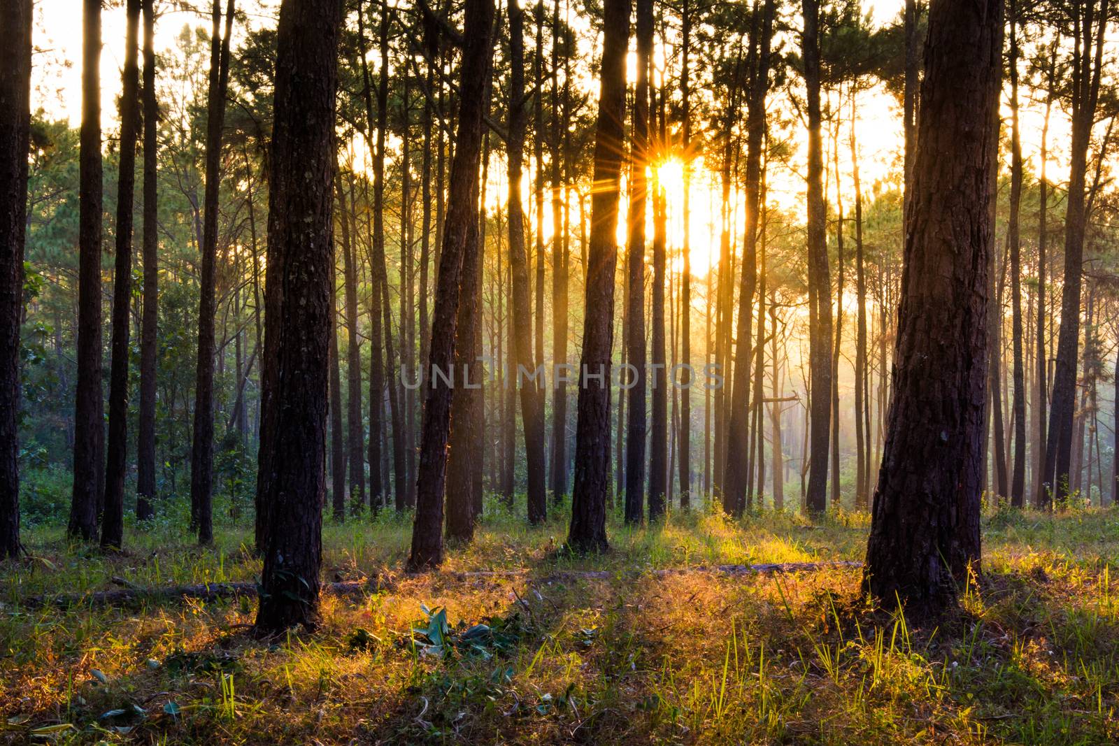 sunray shinning thought fog of pines forest