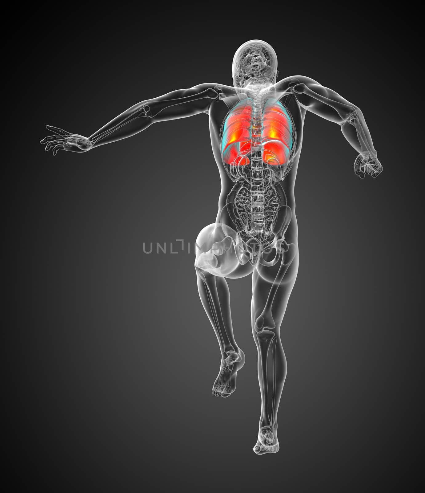 3d rendered illustration of the respiratort system - back view