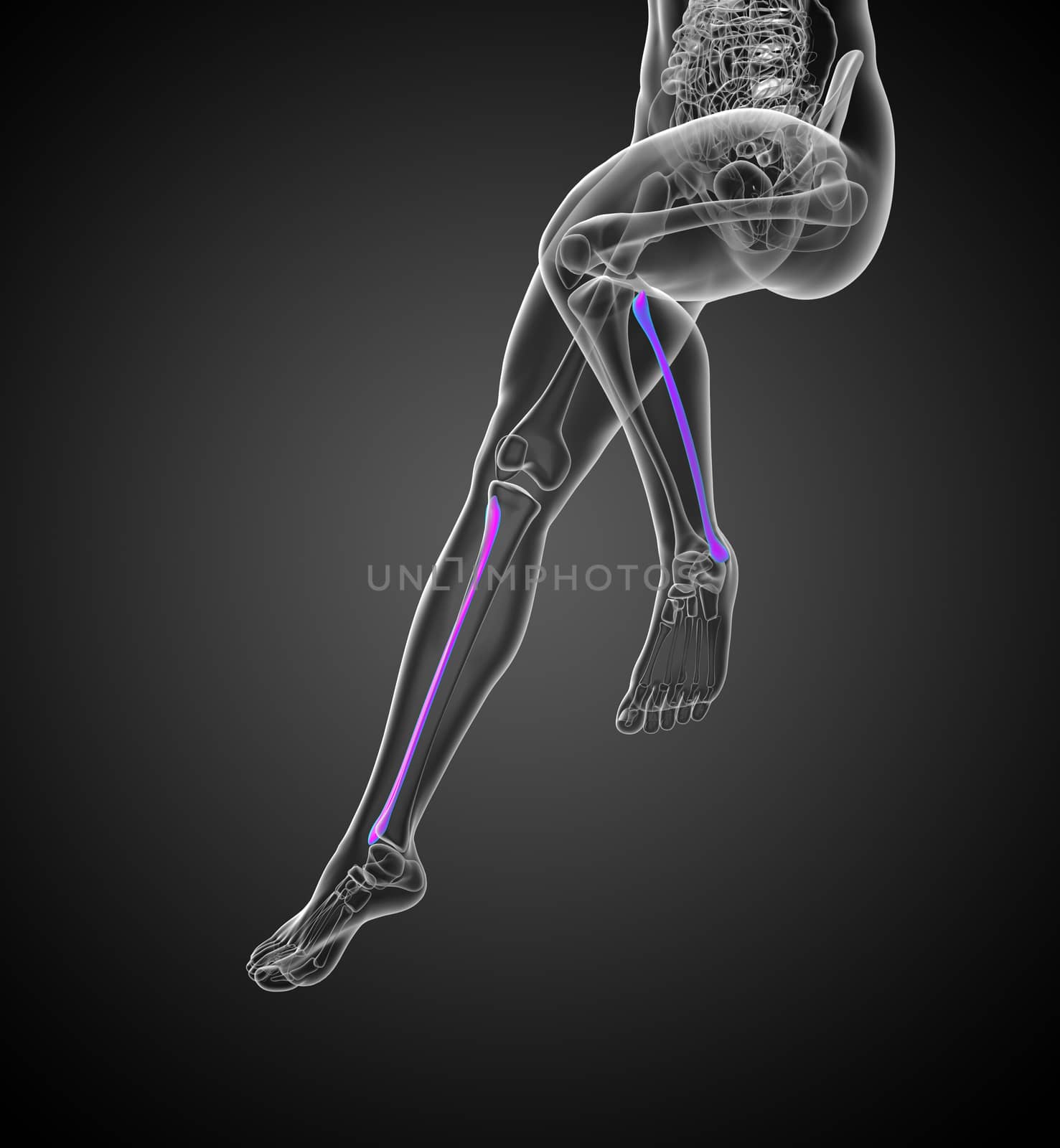 3d render medical 3d illustration of the fibula bone - front view