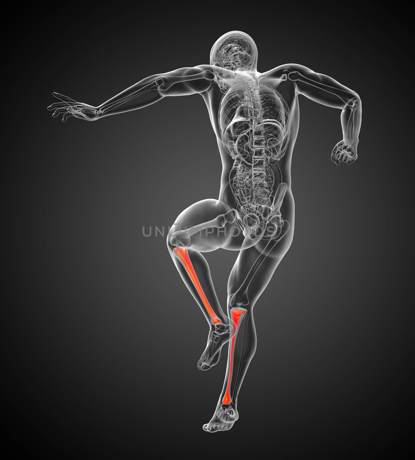 3d render medical illustration of the tibia bone - back view