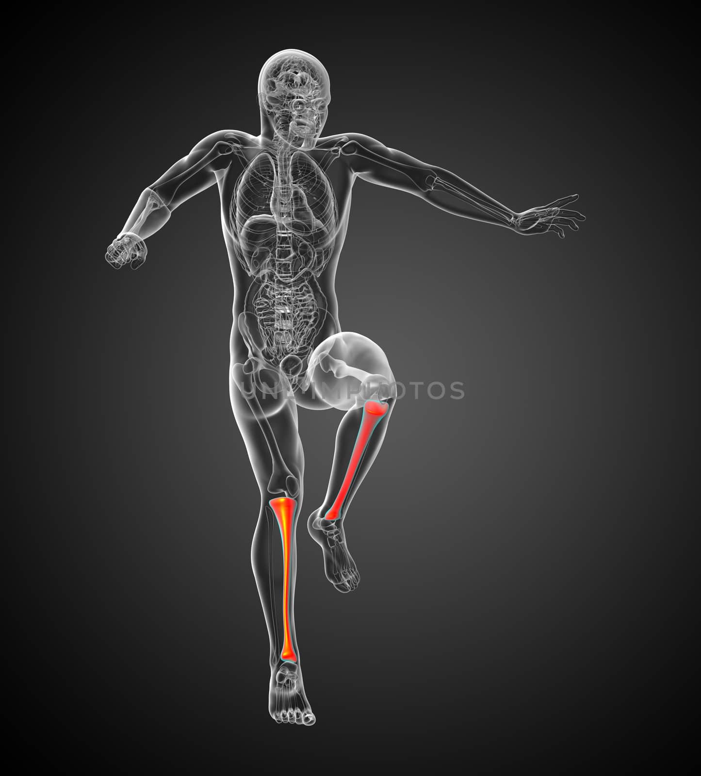 3d render medical illustration of the tibia bone - front view