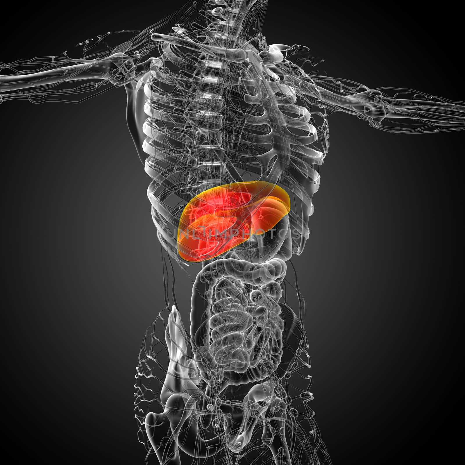 3d render medical illustration of the liver - side view