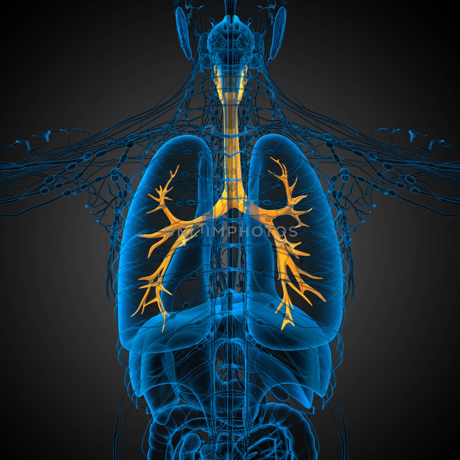 3D medical illustration of the male bronchi - back view