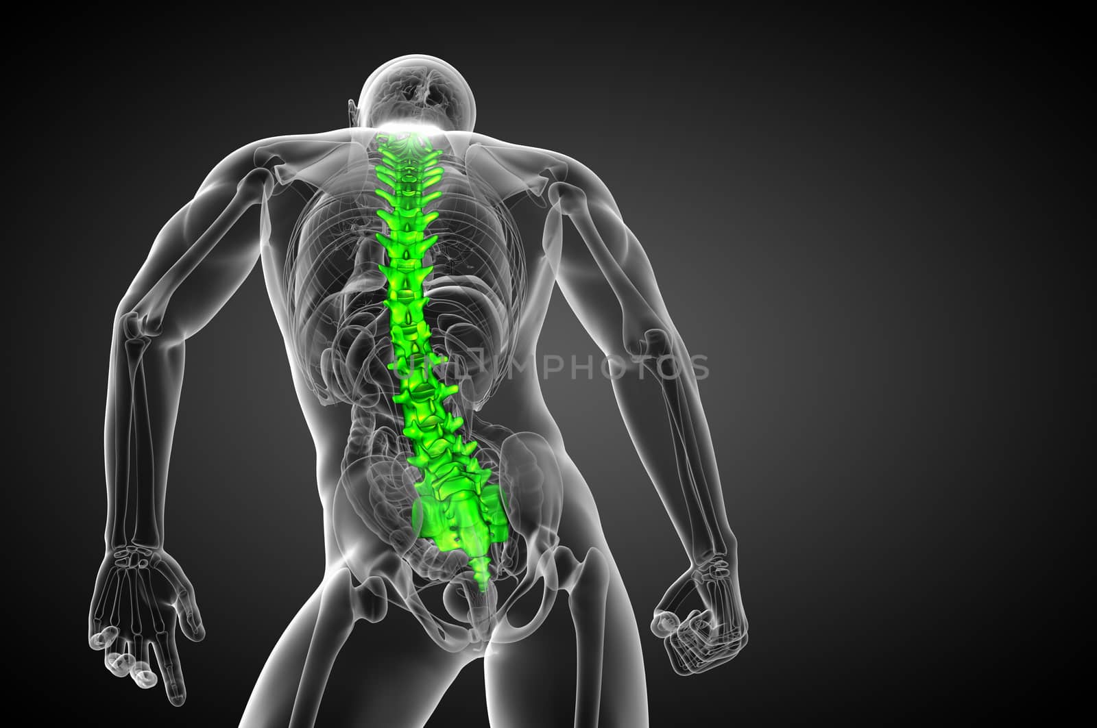 3d render medical illustration of the human spine - bottom view
