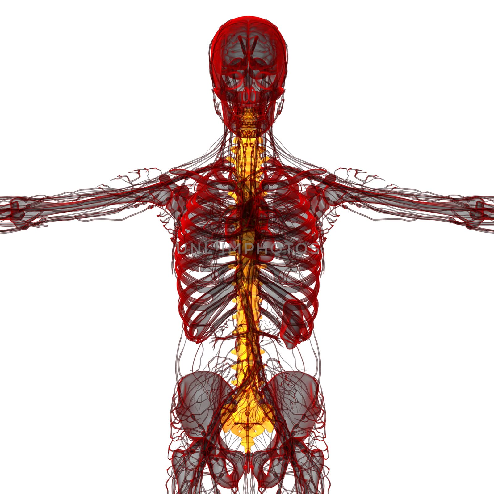 3d render medical illustration of the human spine - front view