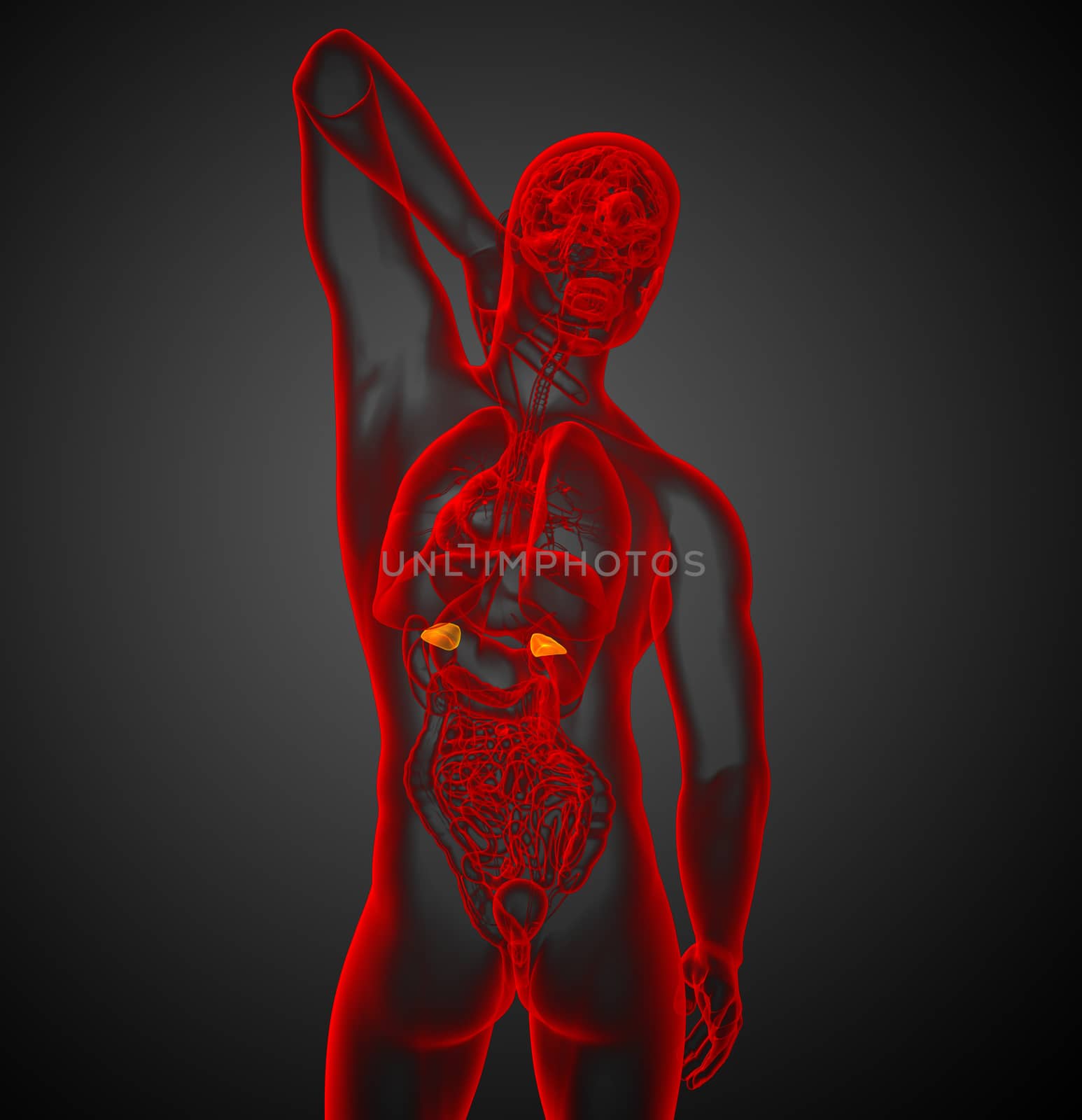 3d render medical illustration of the spleen - back view