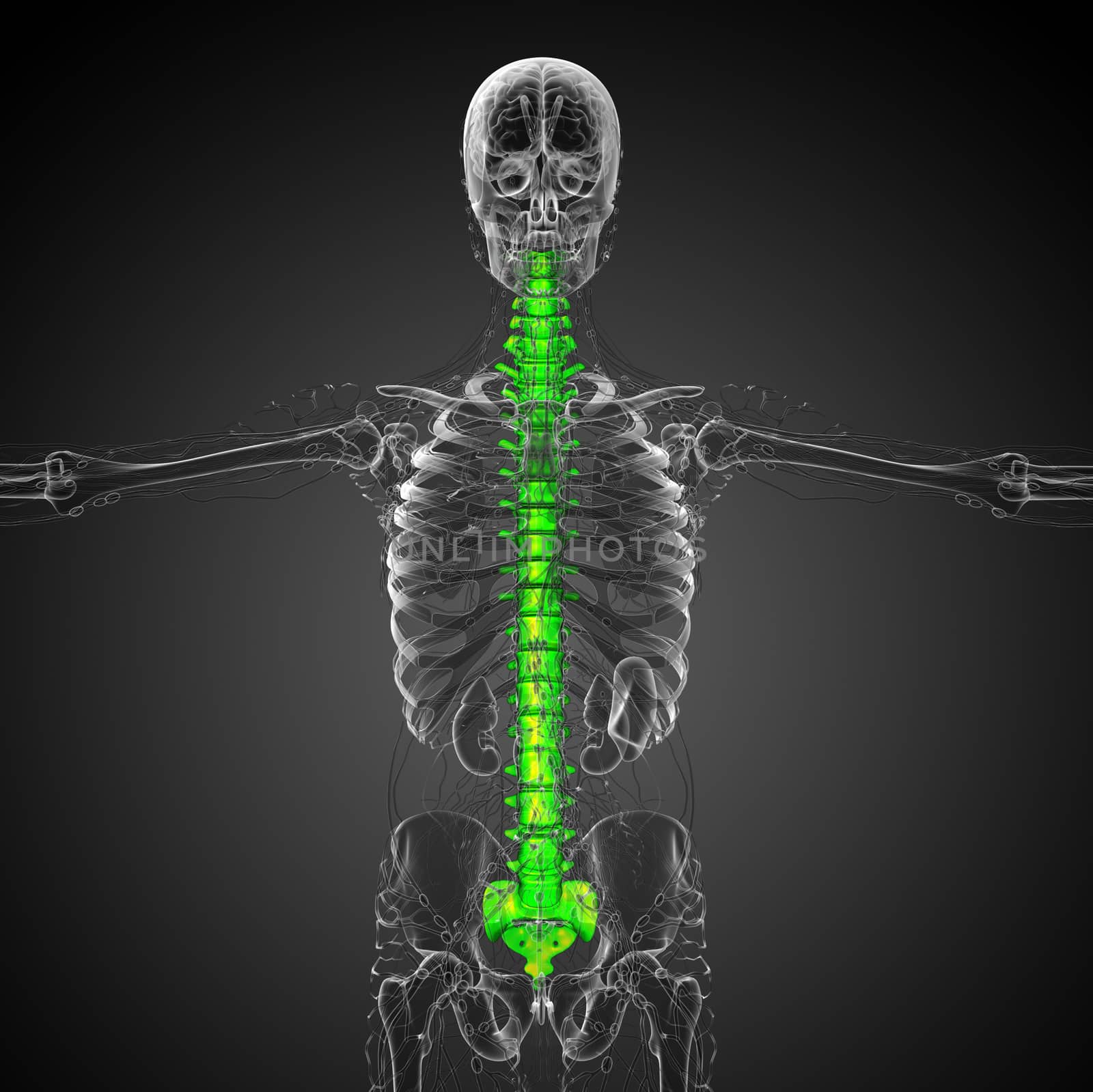 3d render medical illustration of the human spine - front view