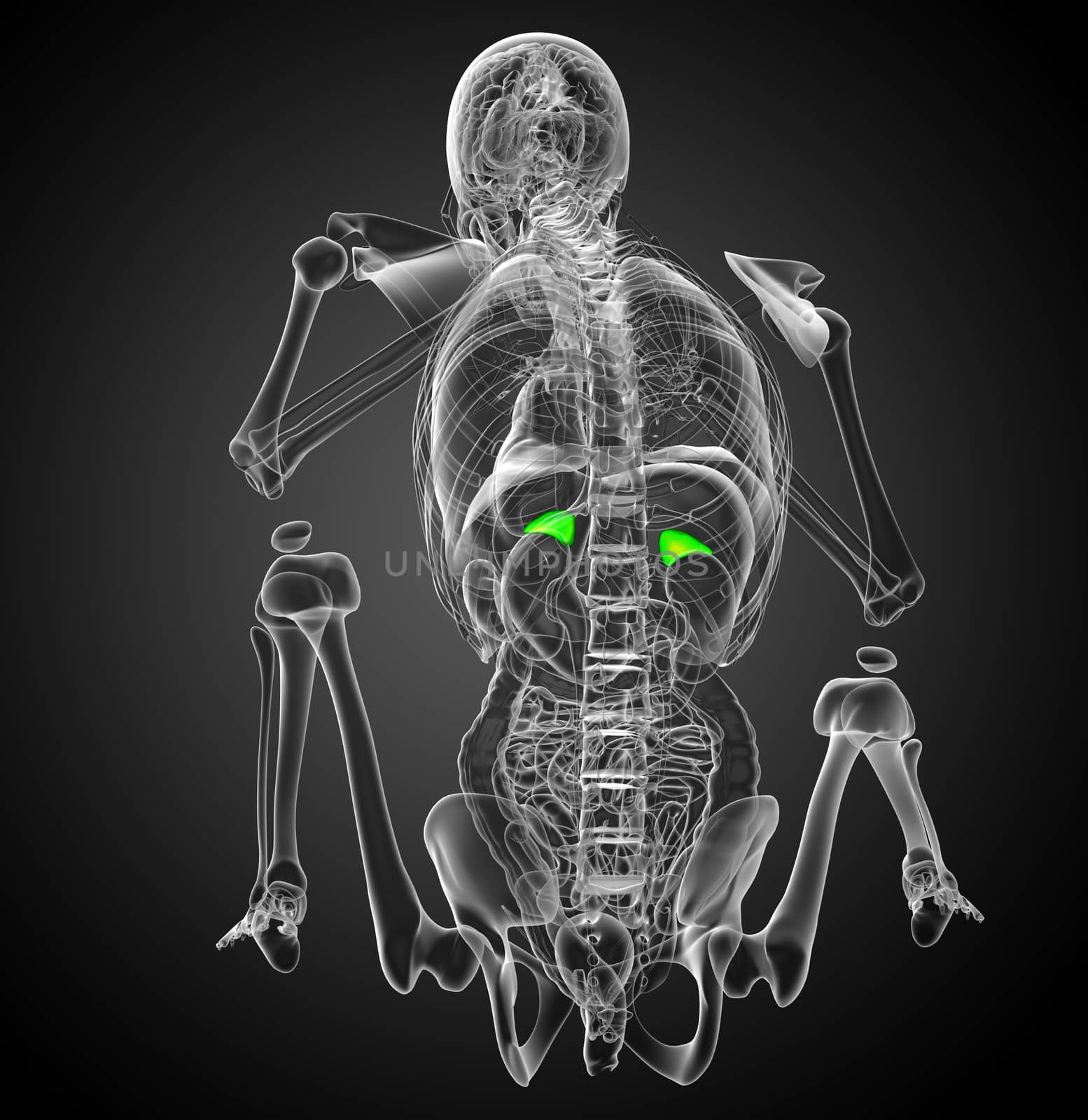 3d render medical illustration of the spleen - side view