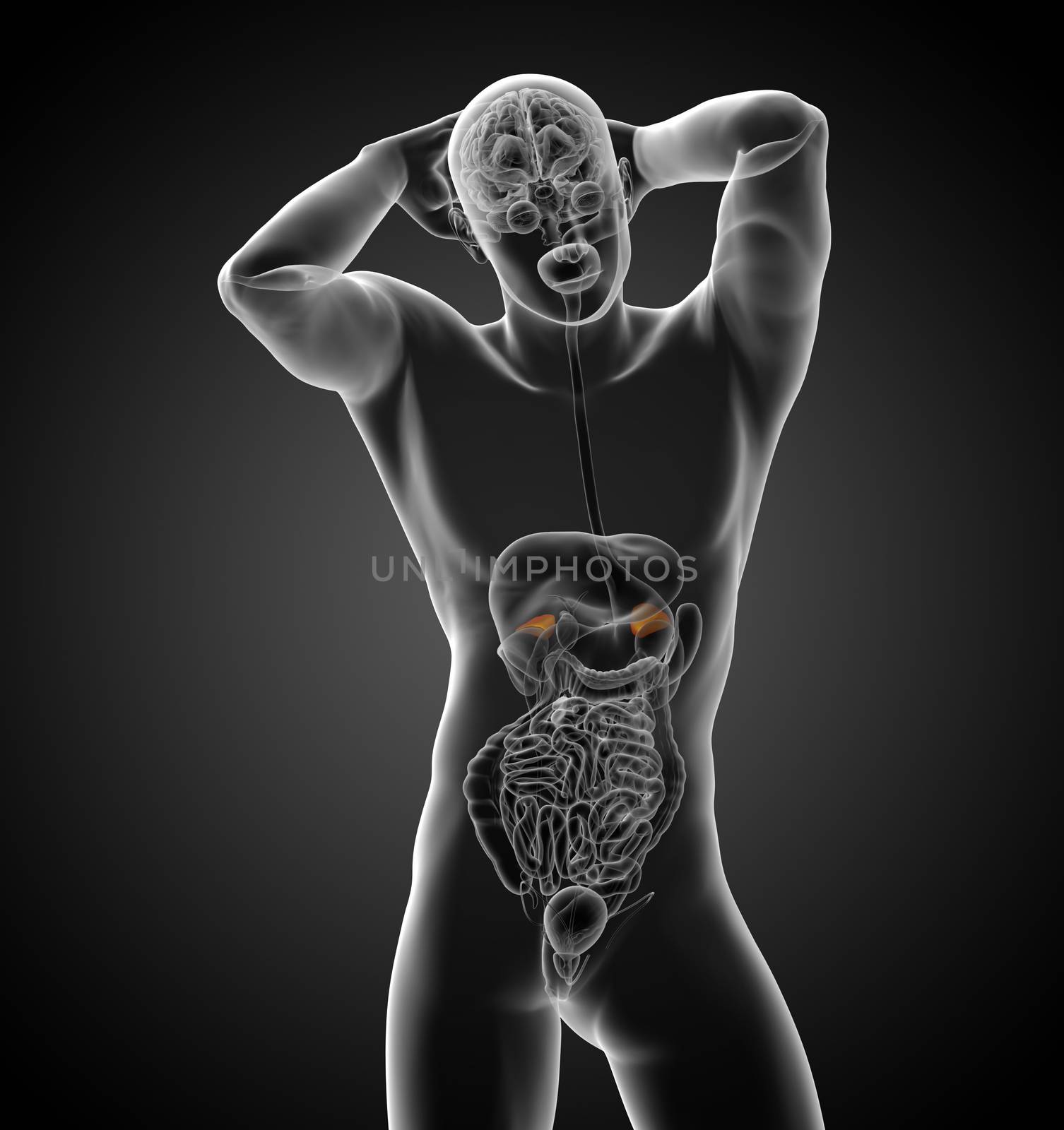 3d render medical illustration of the spleen - front view