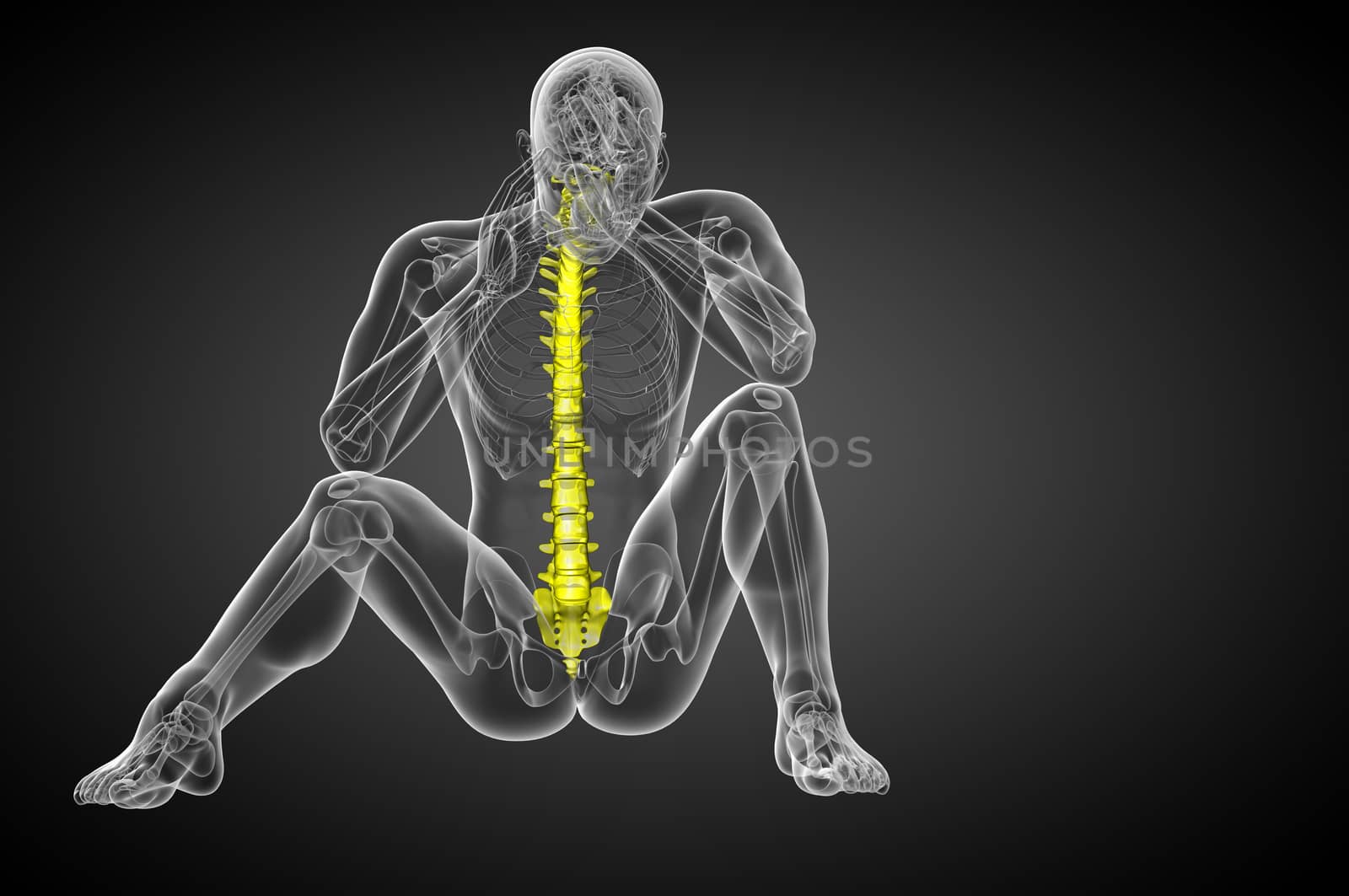 3d render medical illustration of the human spine - front view