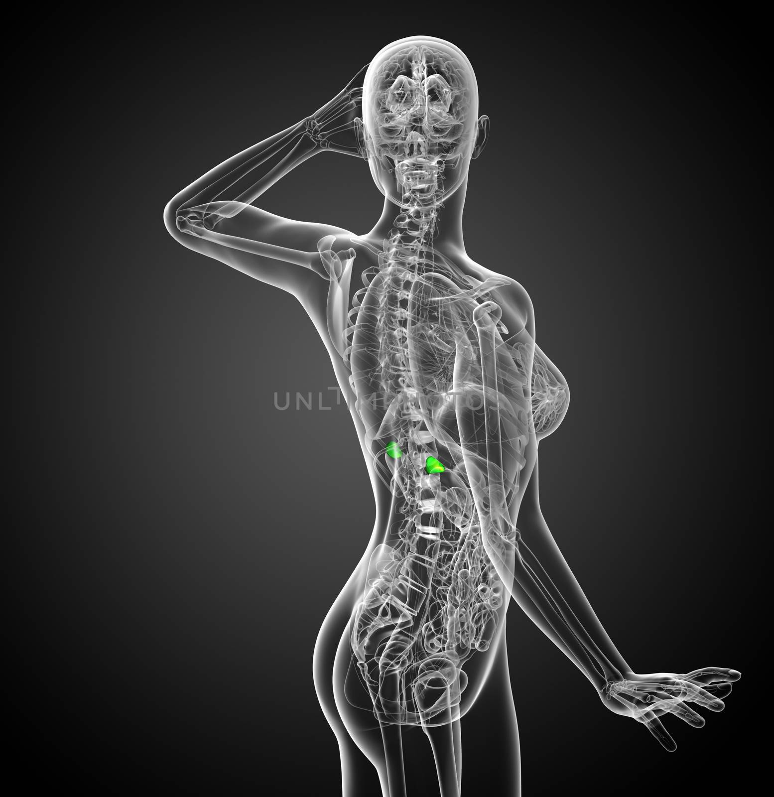3d render medical illustration of the spleen - side view