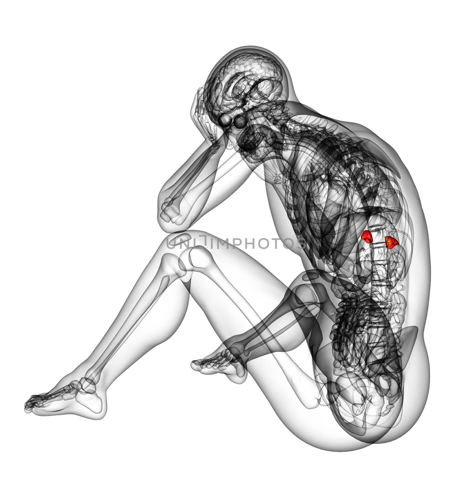 3d render medical illustration of the spleen - side view