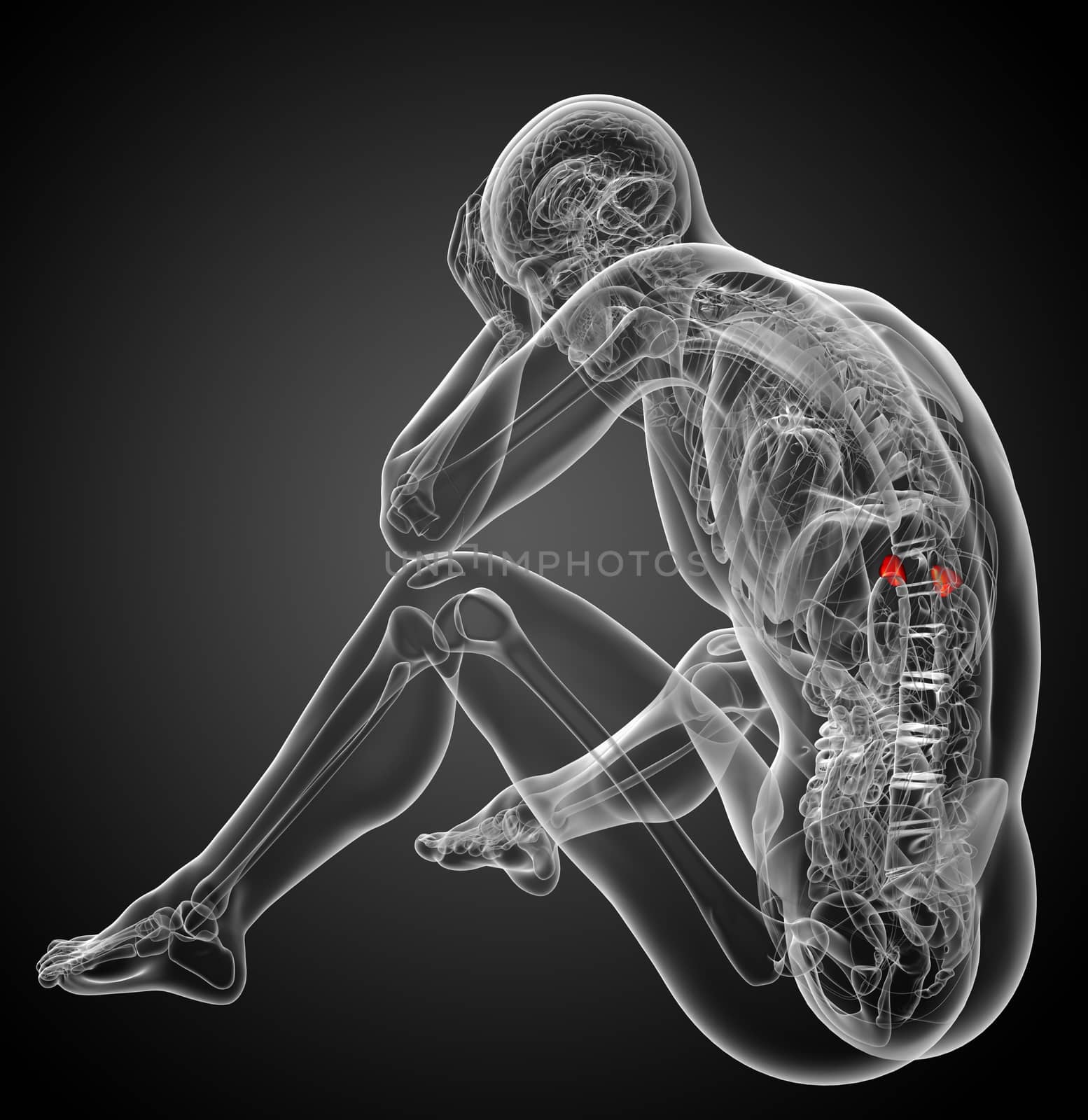 3d render medical illustration of the spleen - side view