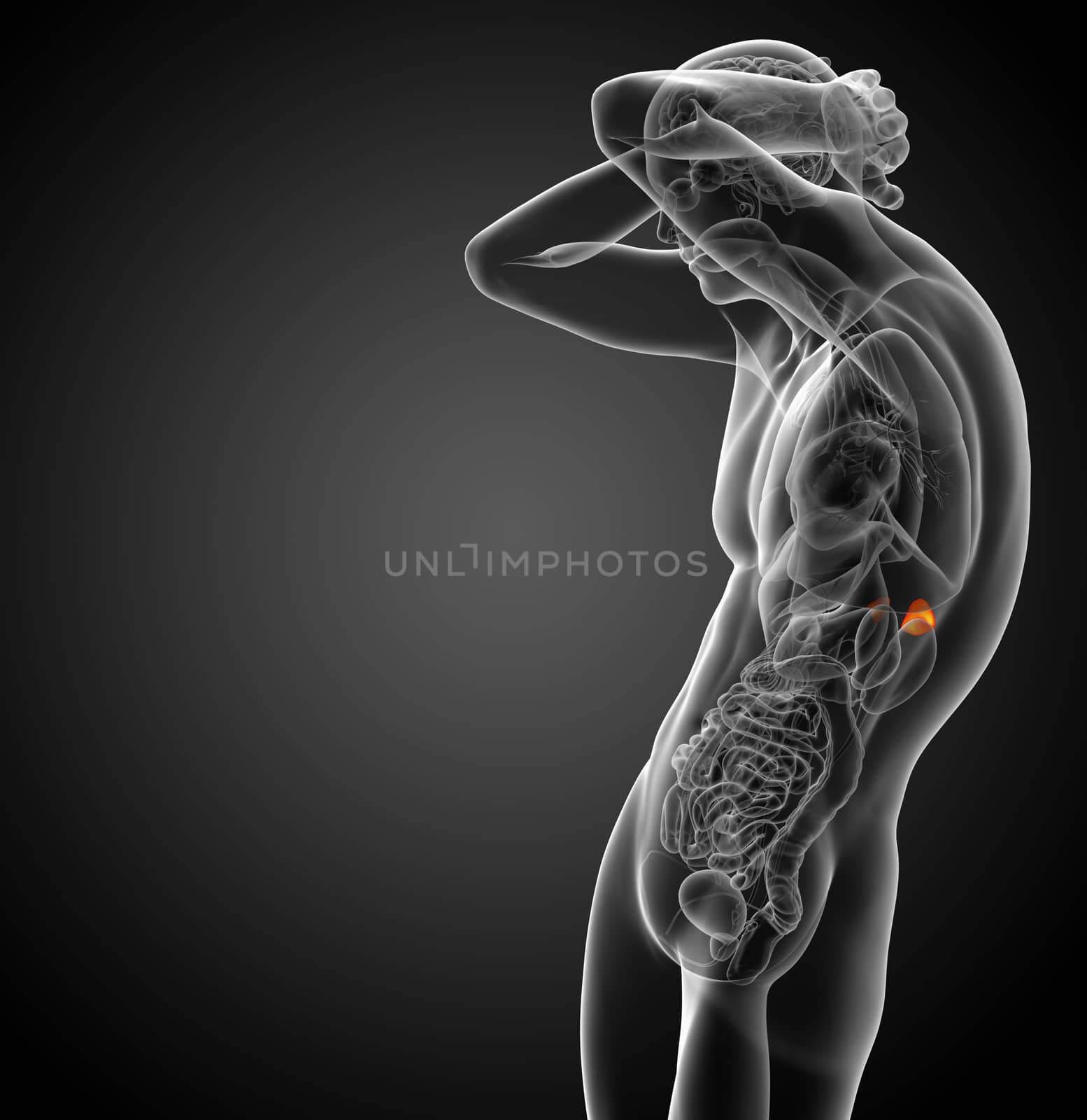 3d render medical illustration of the spleen - side view