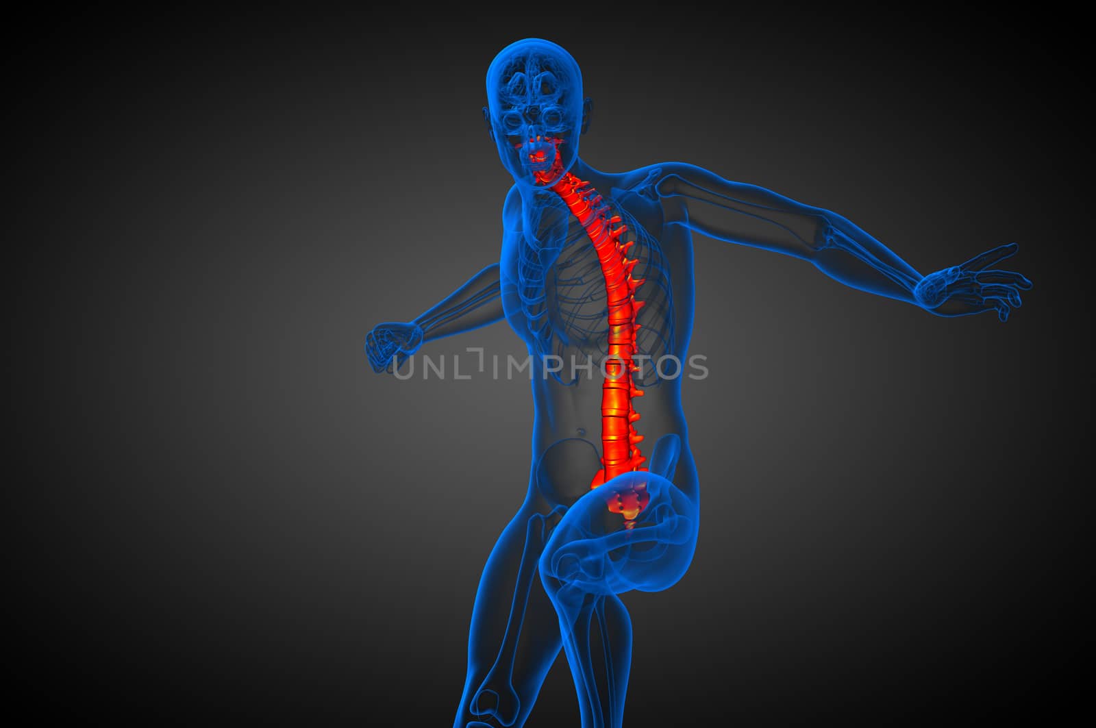3d render medical illustration of the human spine - front view