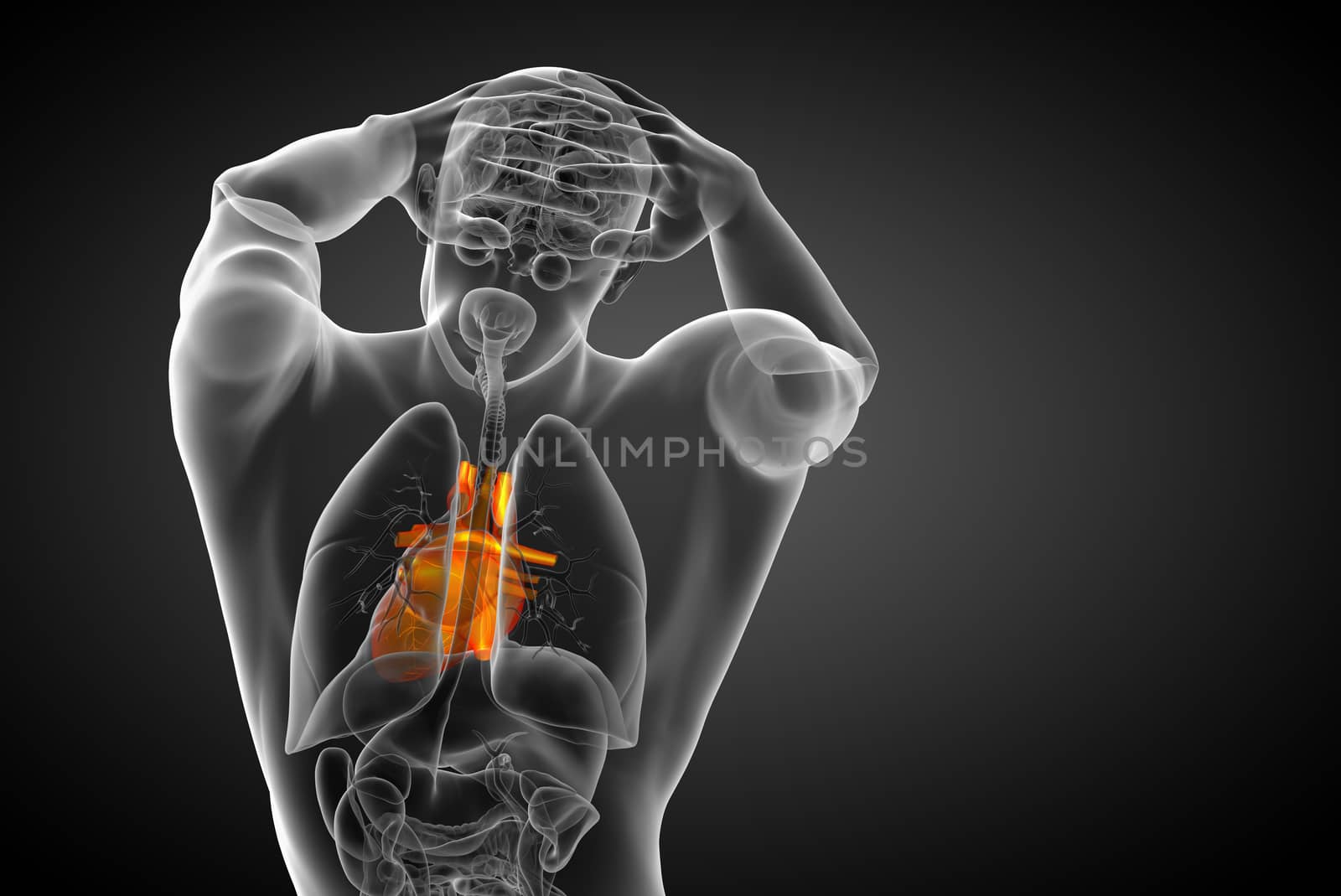 3d rendered medical illustration of a human heart - back view