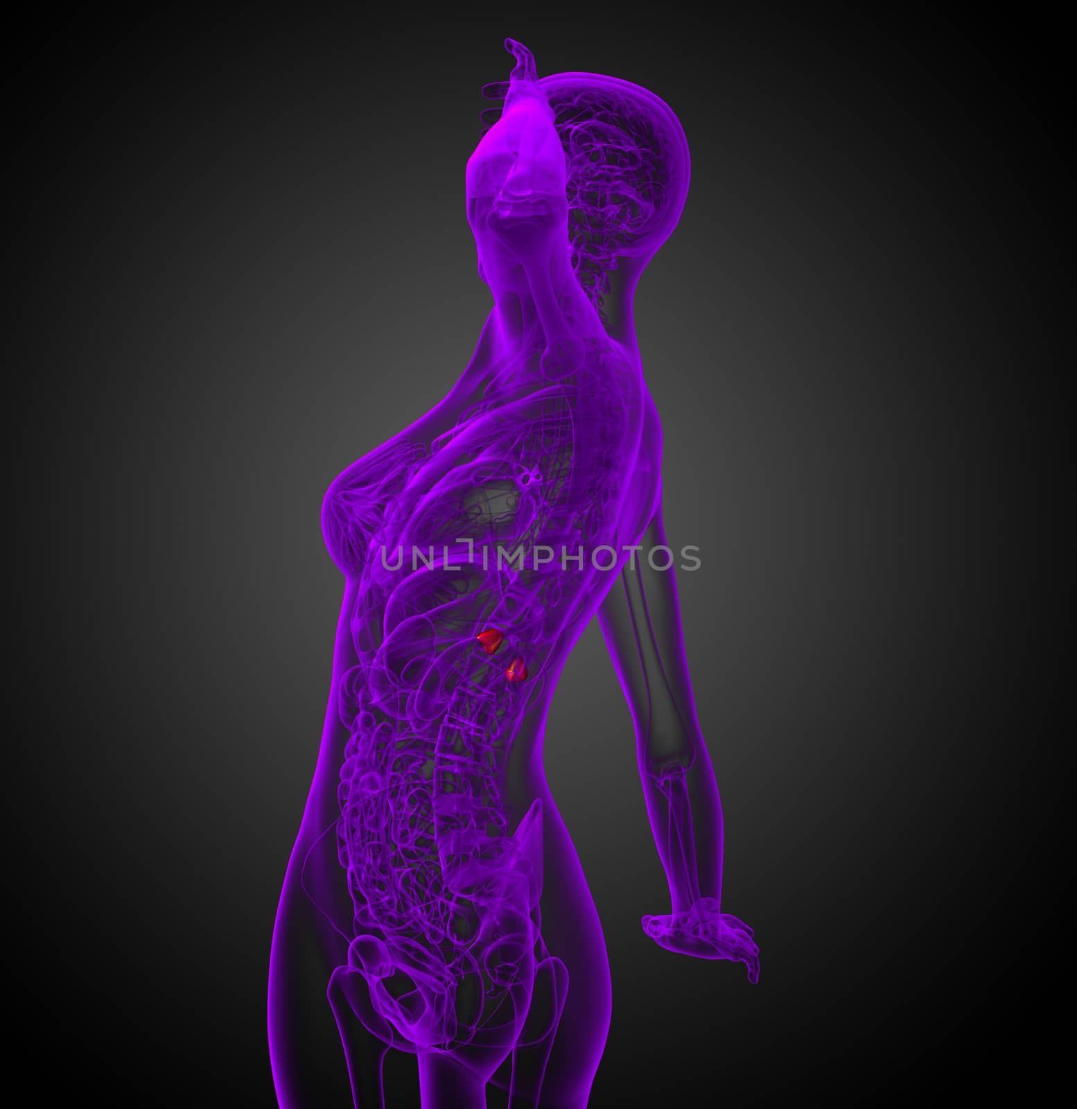 3d render medical illustration of the spleen - side view