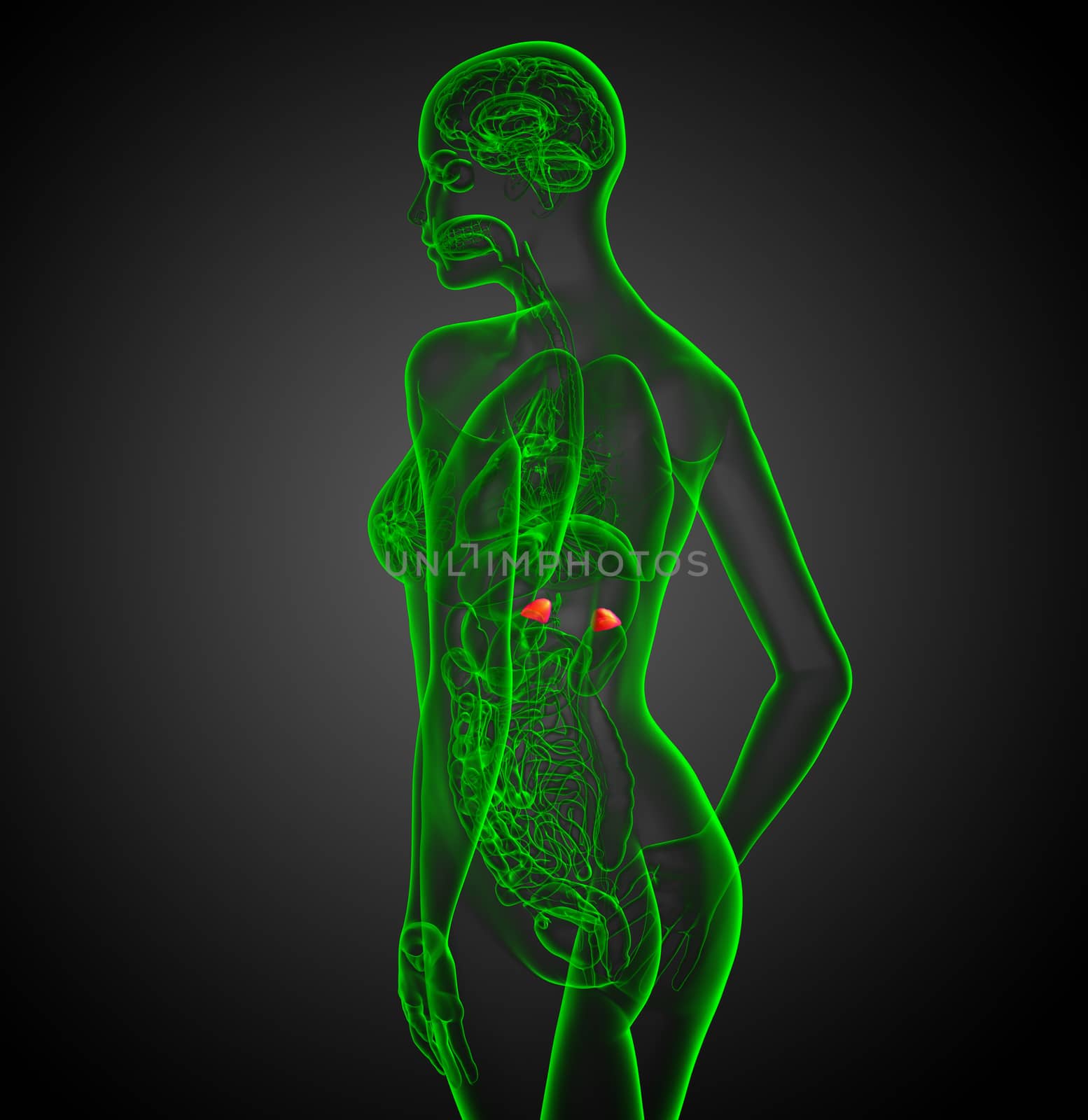 3d render medical illustration of the spleen - side view