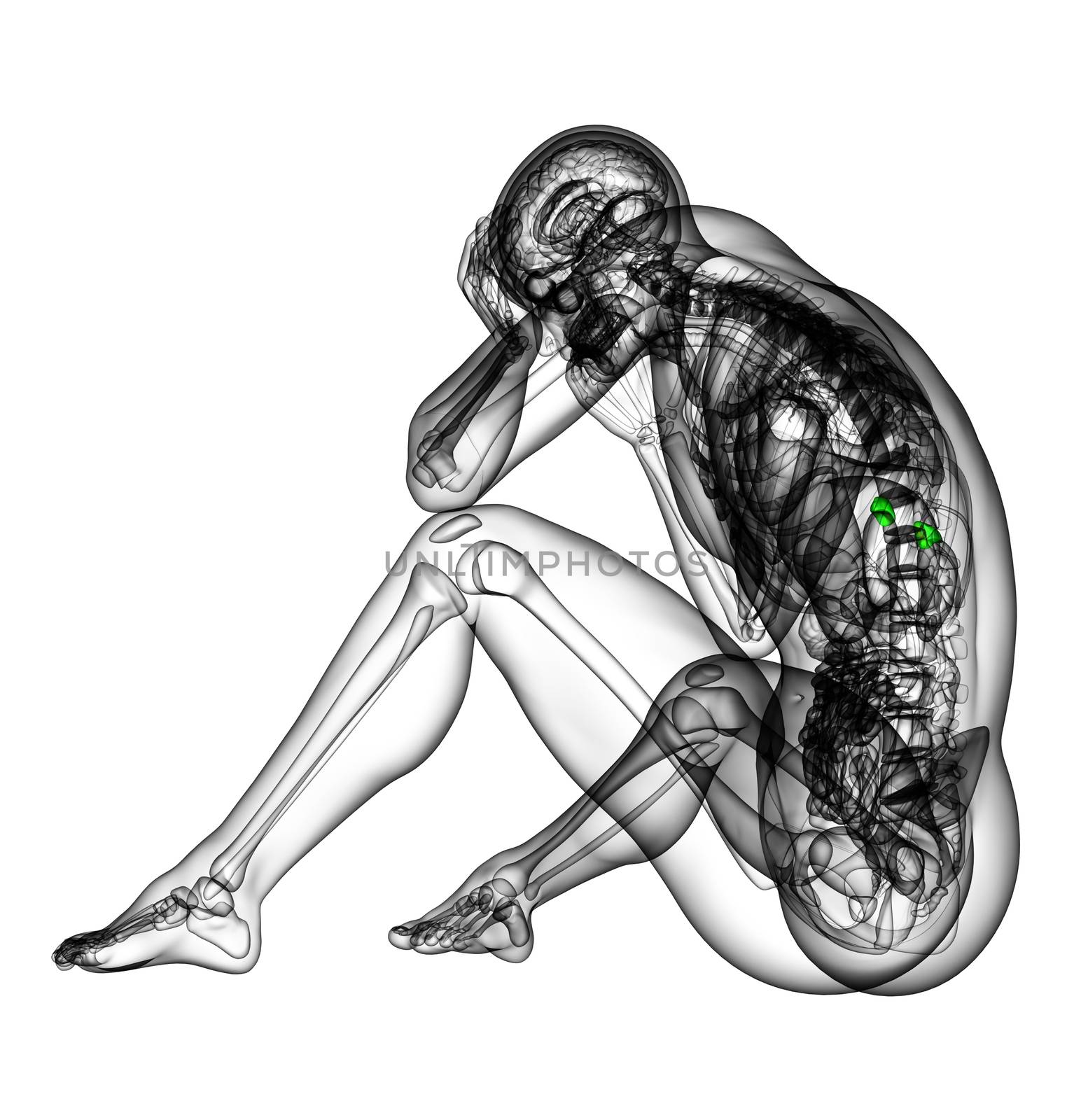 3d render medical illustration of the spleen - side view