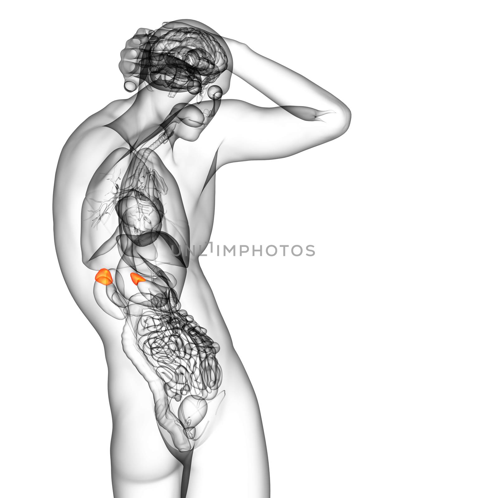 3d render medical illustration of the spleen - side view