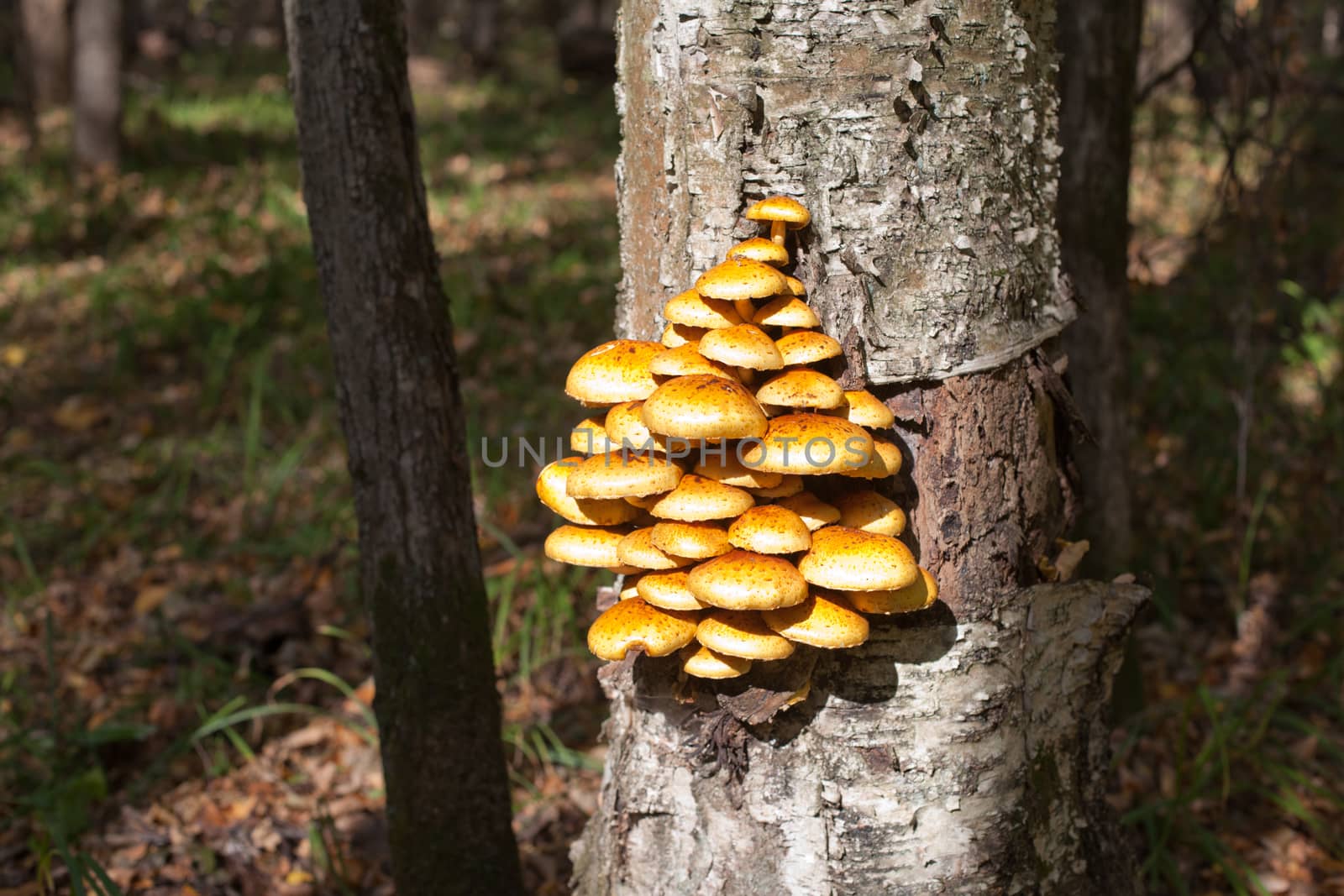 Yellow mushrooms by foaloce