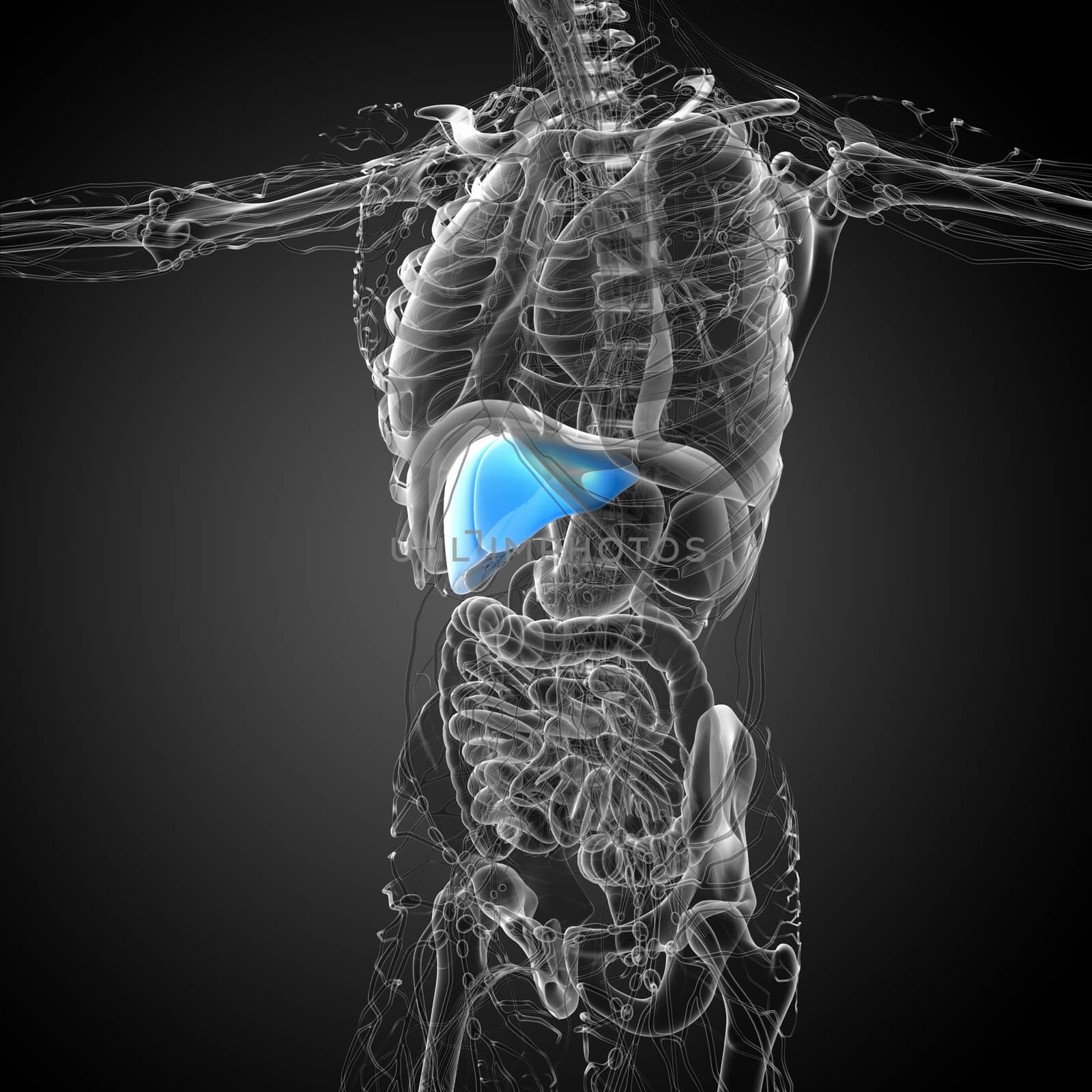 3d render medical illustration of the liver - side view