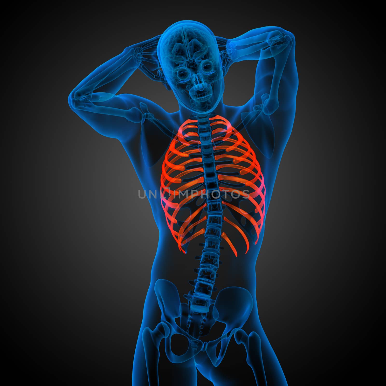 3d render medical illustration of the ribcage - side view