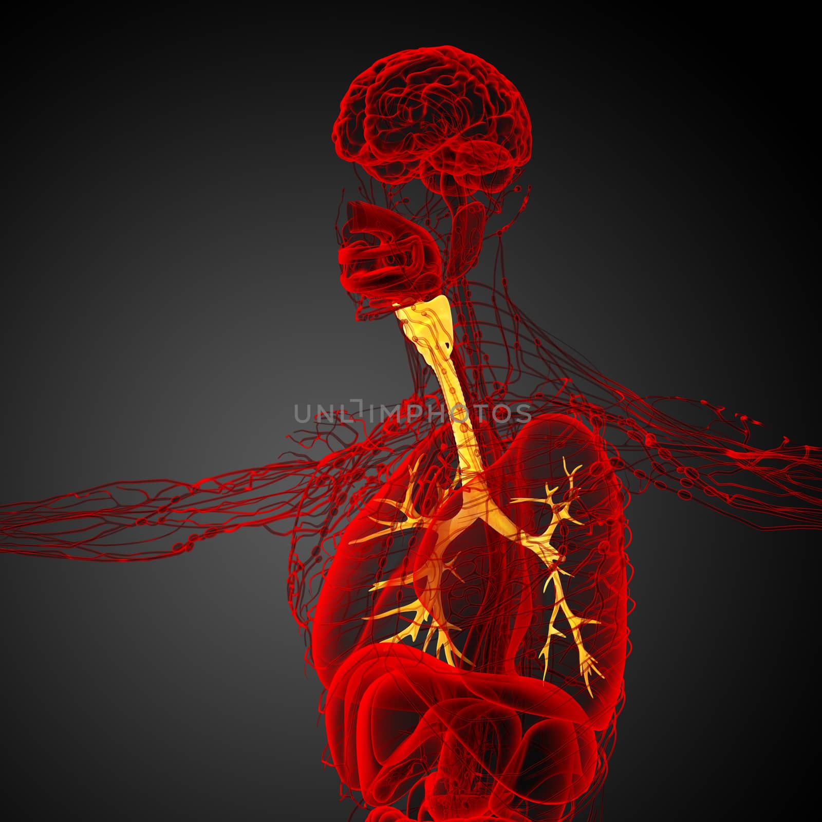 3D medical illustration of the male bronchi - side view