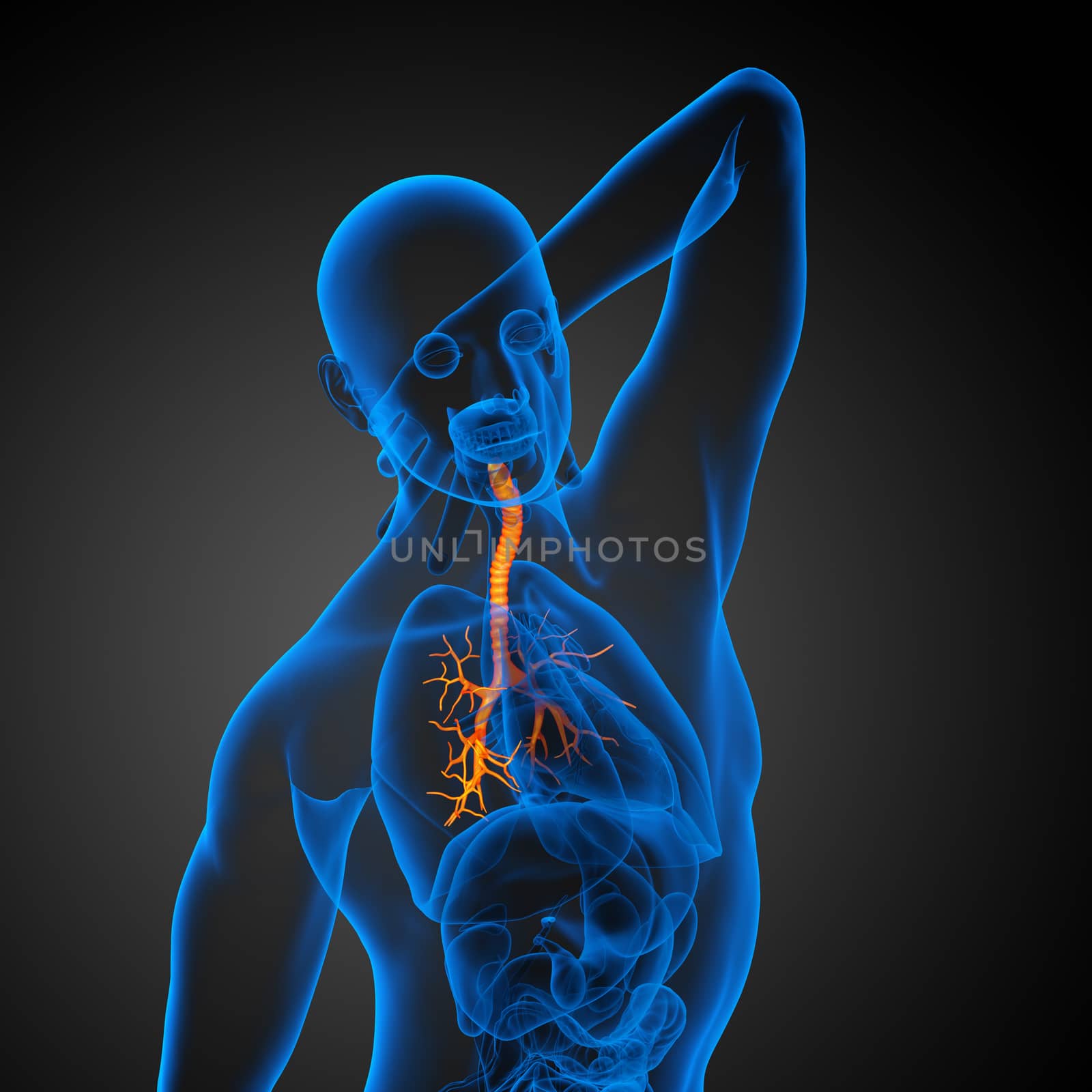 3D medical illustration of the male bronchi - side view