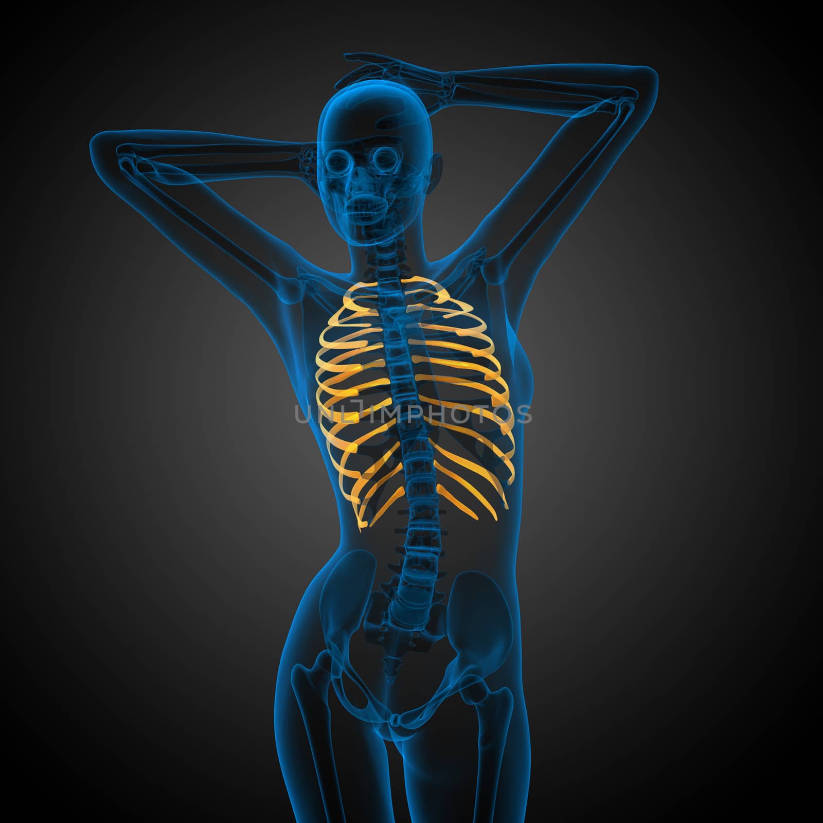 3d render medical illustration of the ribcage - side view