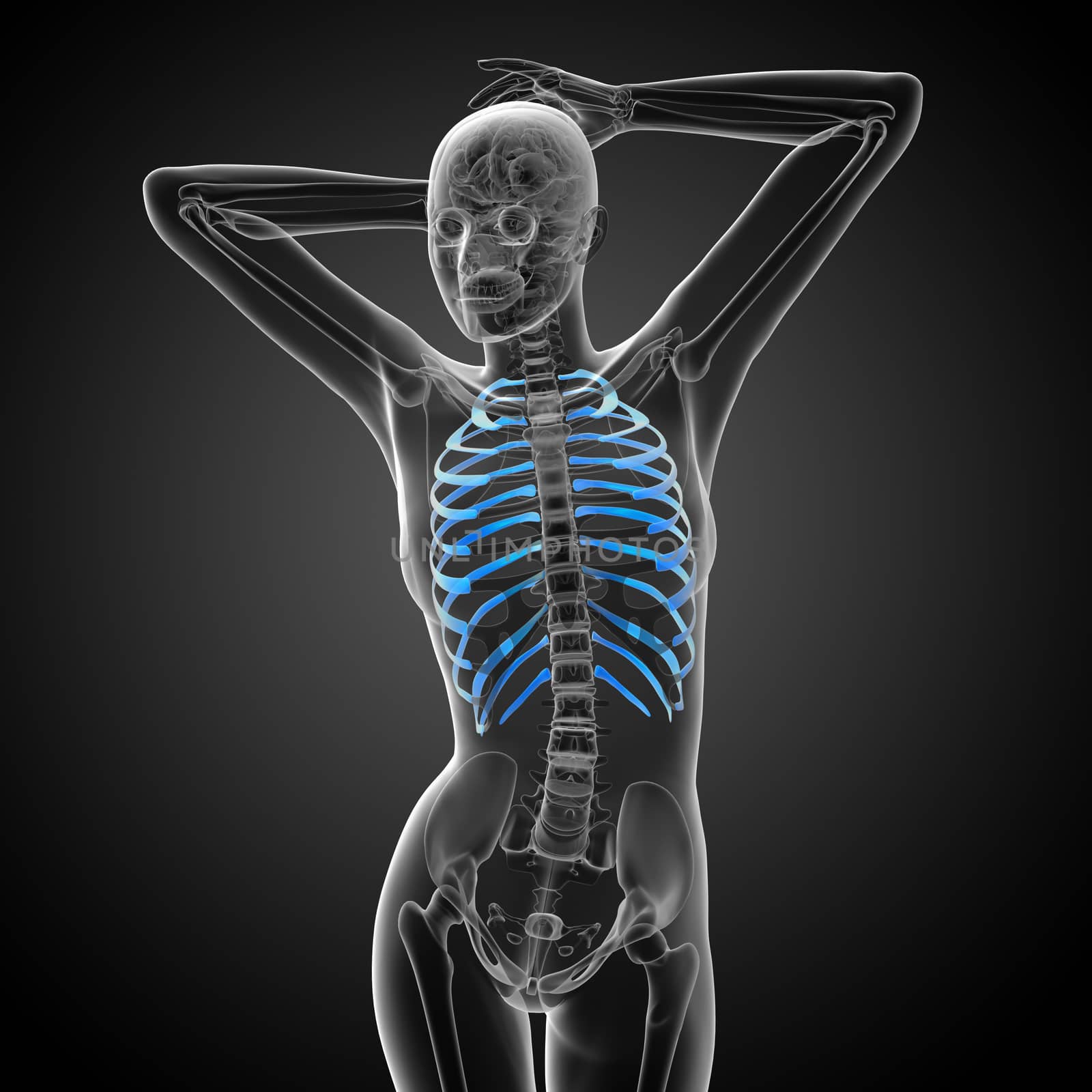 3d render medical illustration of the ribcage - side view