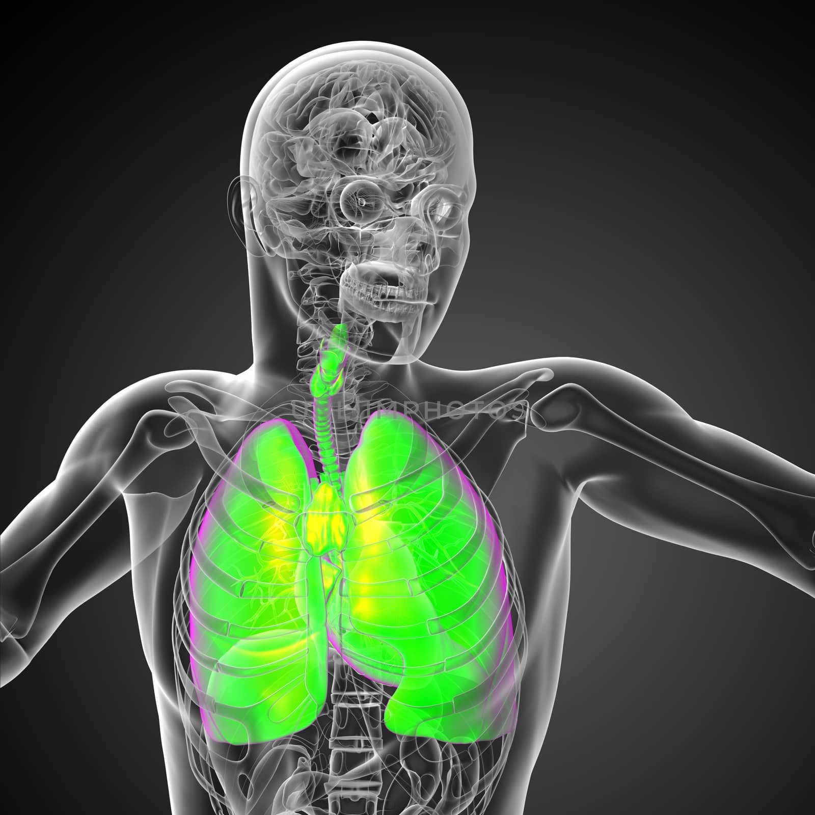 3d rendered illustration of the male respiratort system - front view