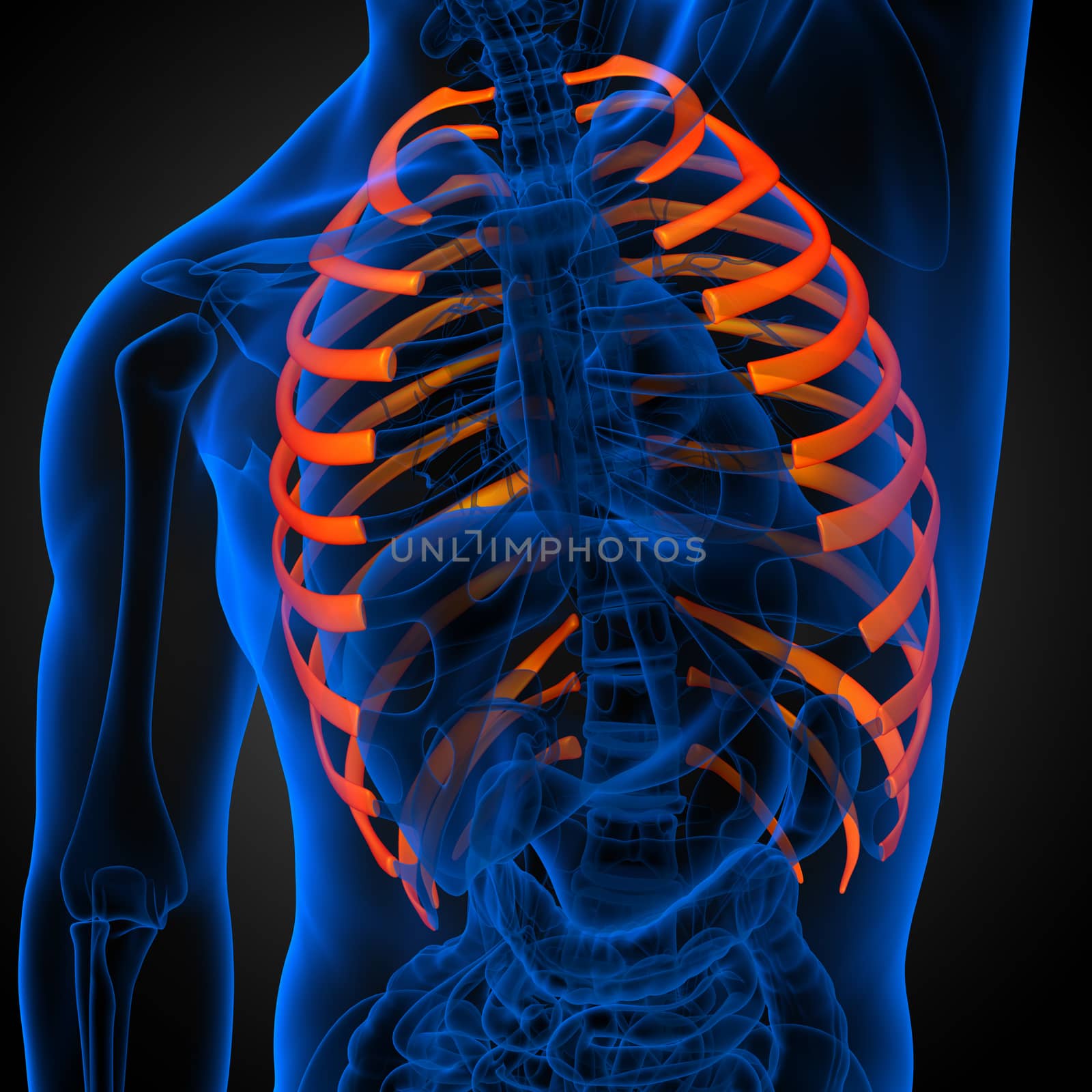 3d render medical illustration of the ribcage - side view