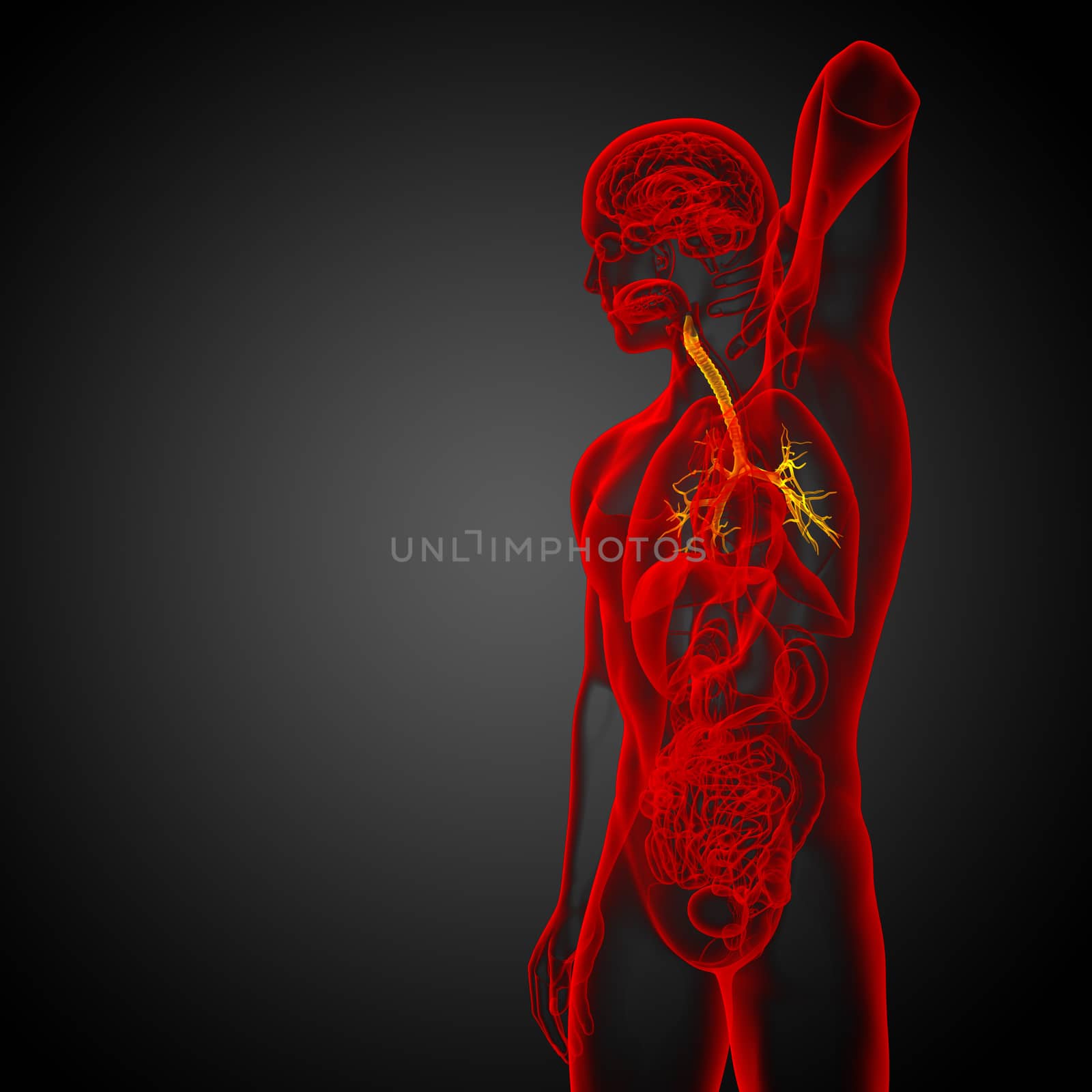 3D medical illustration of the male bronchi - side view