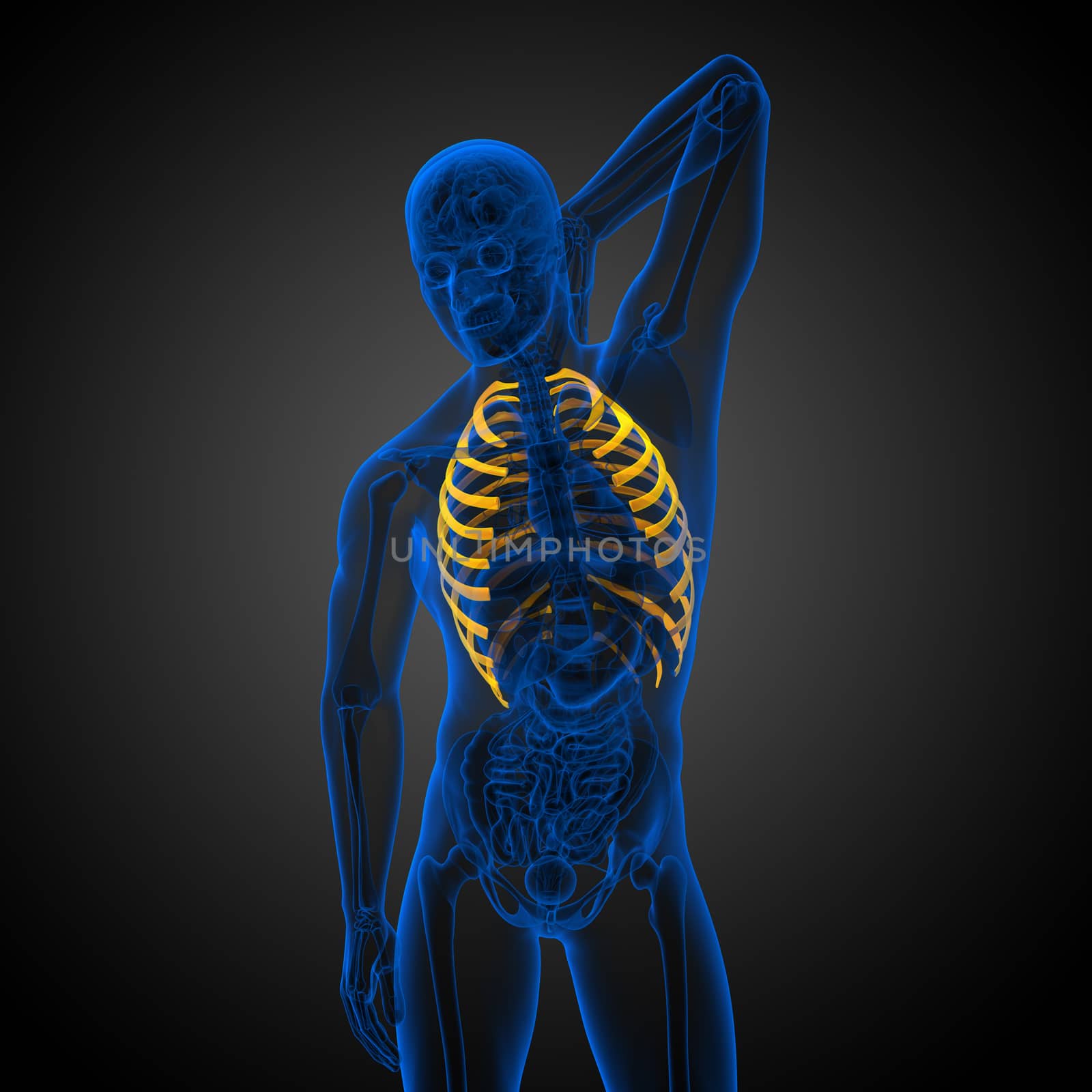 3d render medical illustration of the ribcage - side view