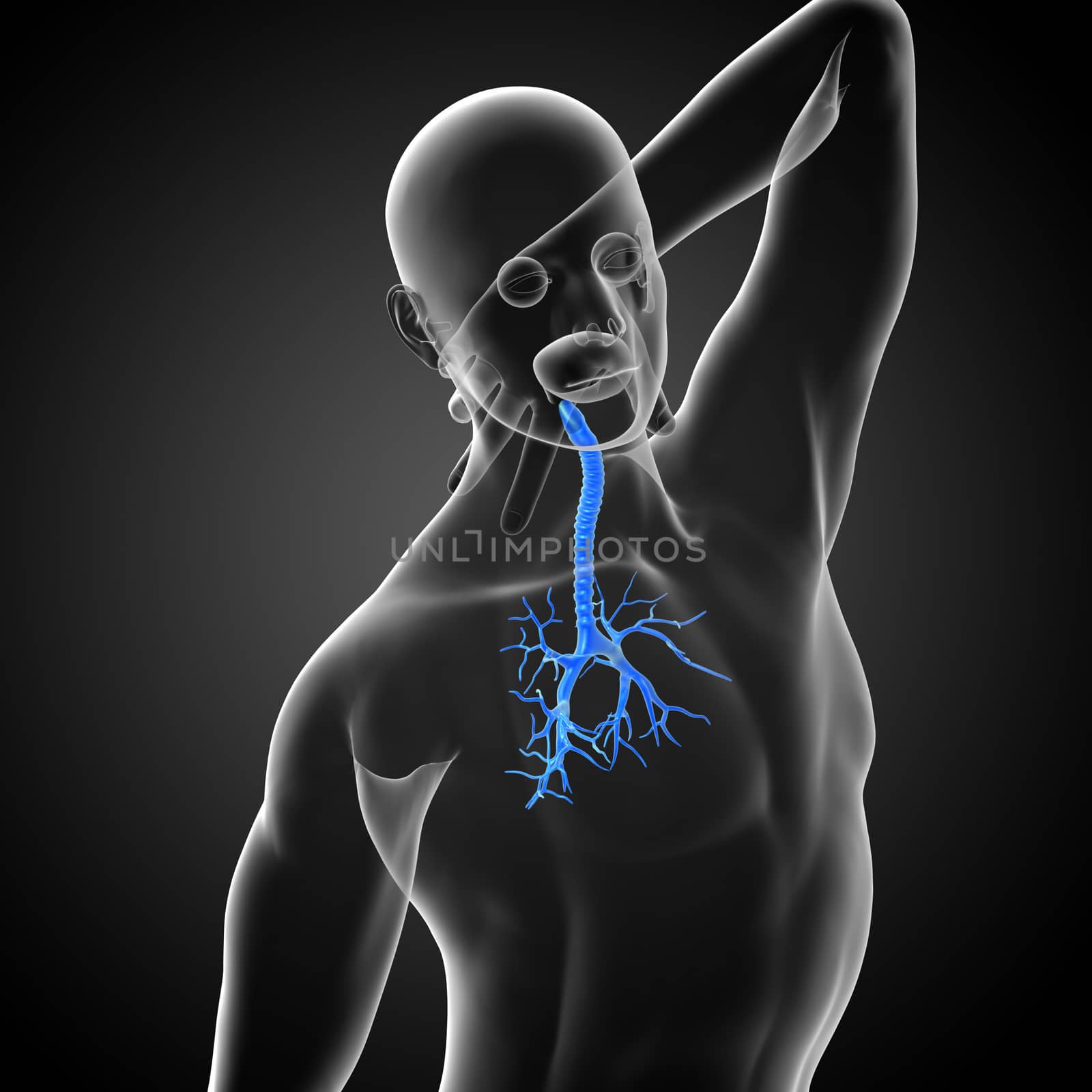 3D medical illustration of the male bronchi - side view