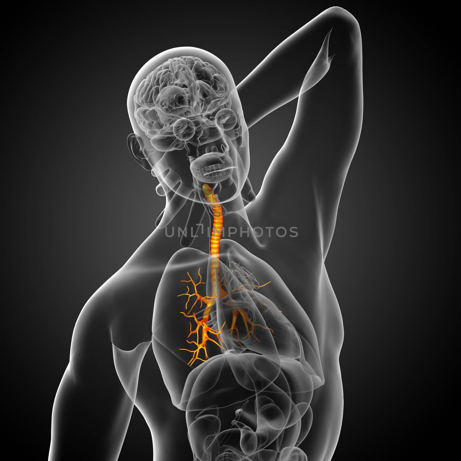 3D medical illustration of the male bronchi - side view