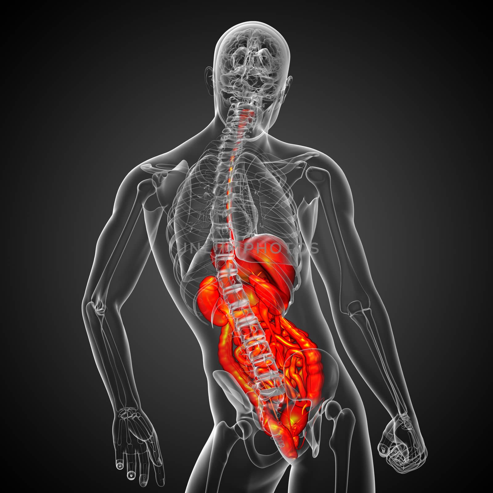 3d render medical illustration of the human digestive system - back view