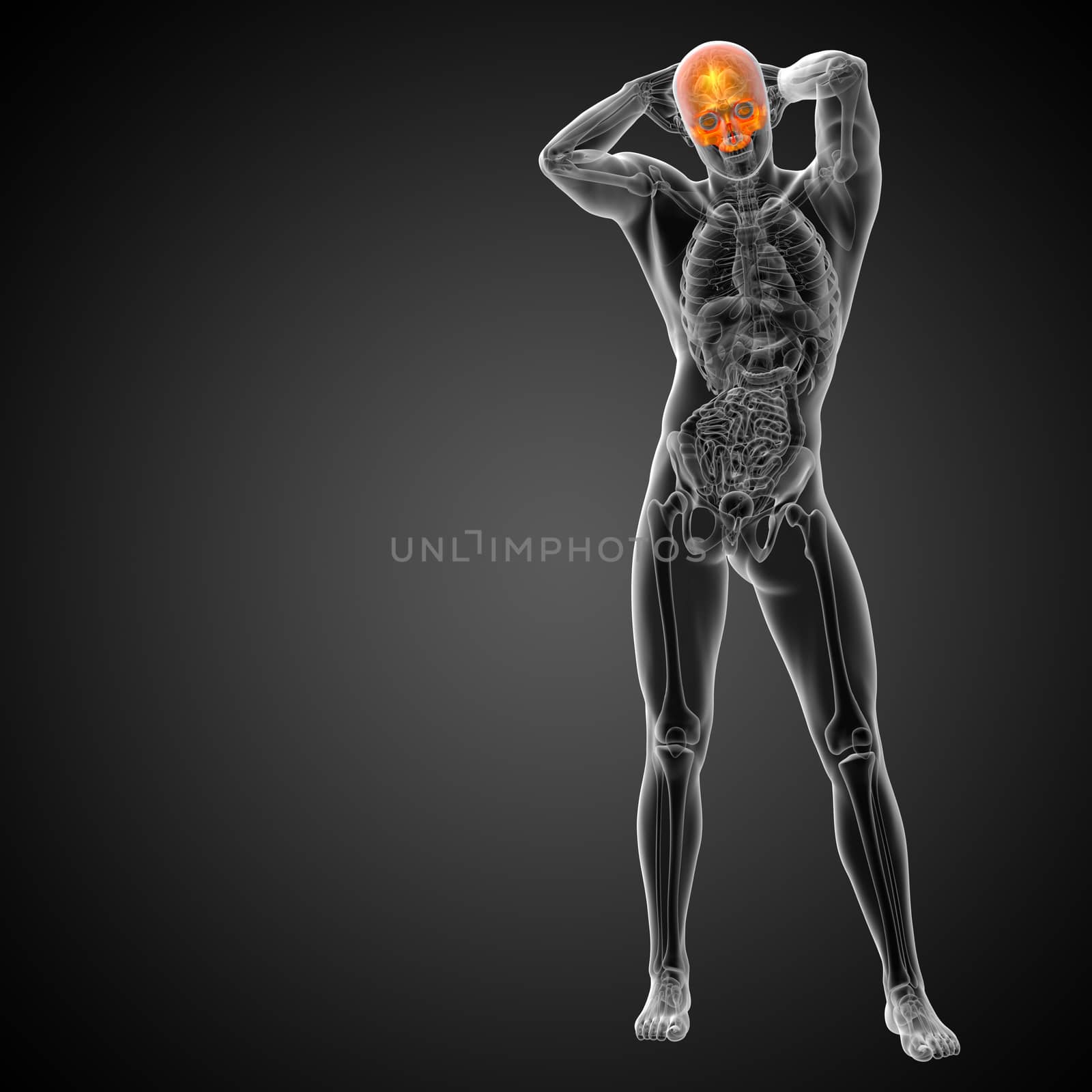 3d render medical illustration of the upper skull - front view