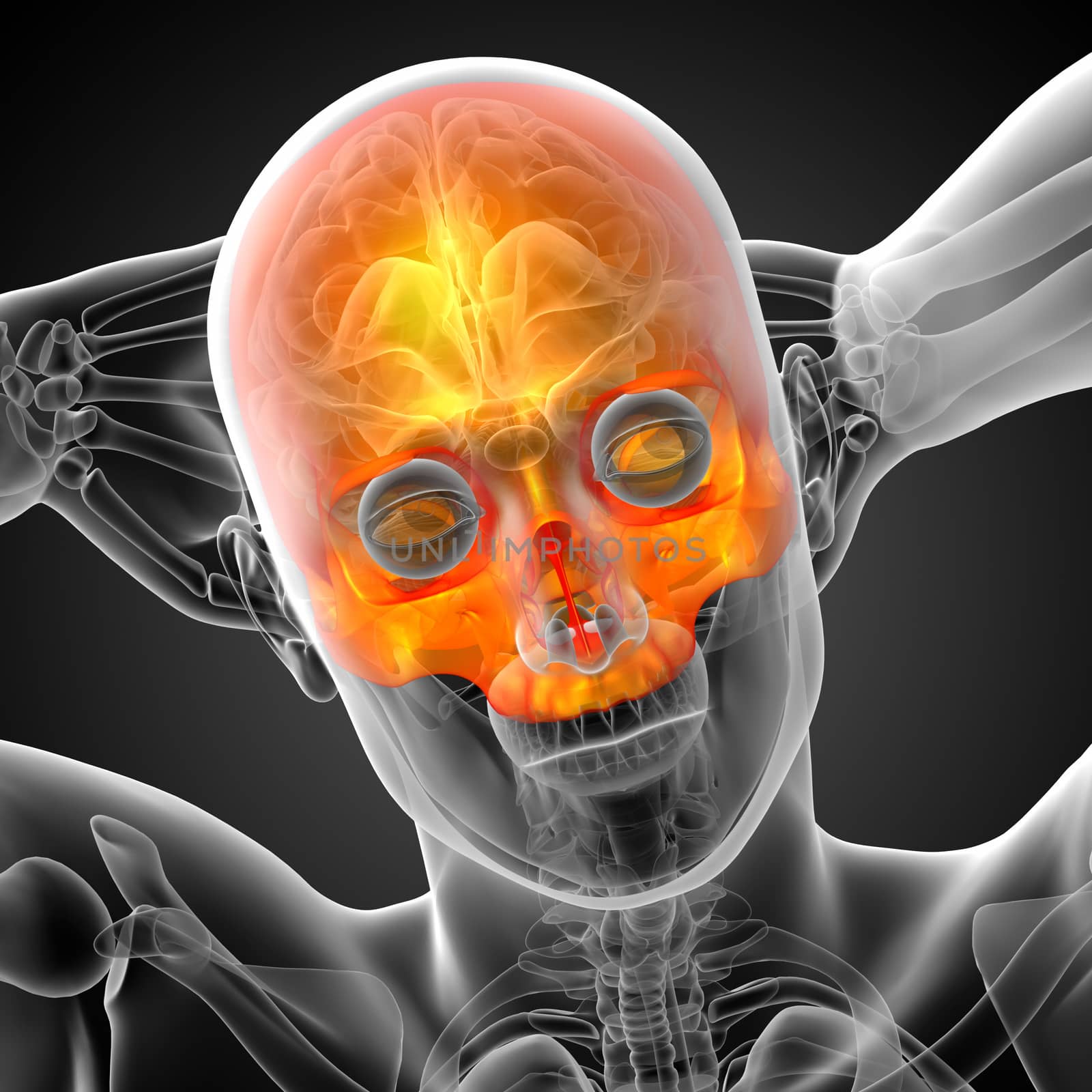 3d render medical illustration of the upper skull - front view