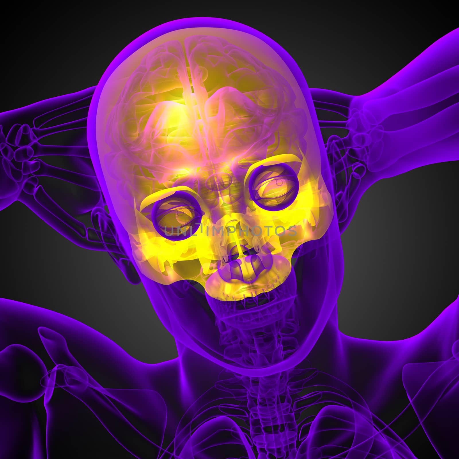 3d render medical illustration of the upper skull - front view